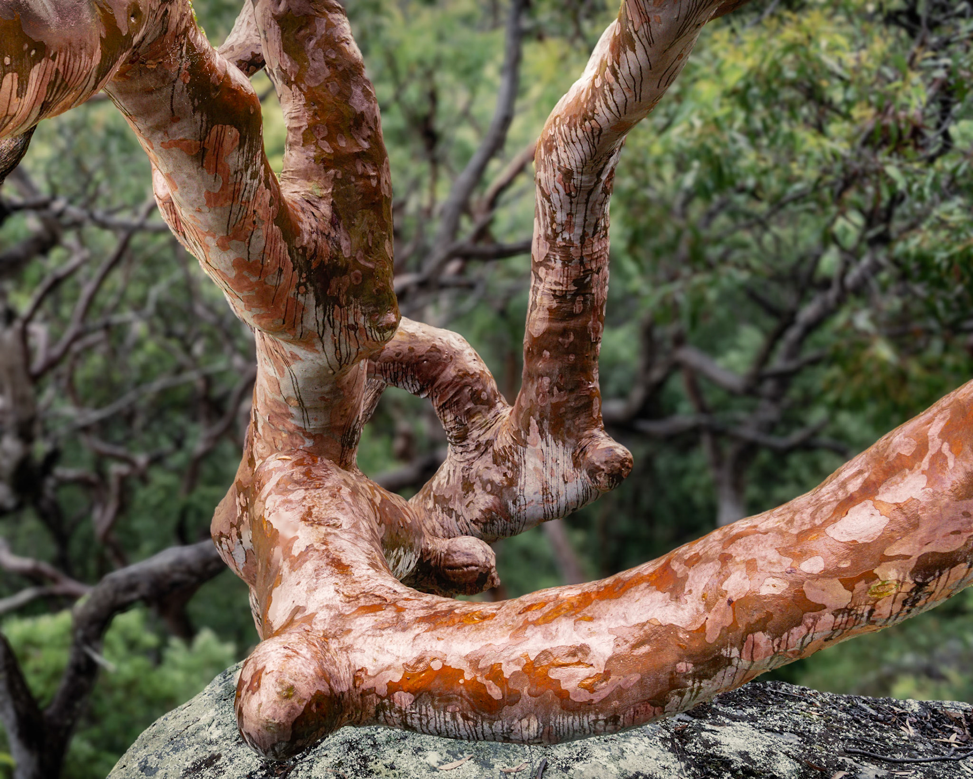 Angophora in the rain