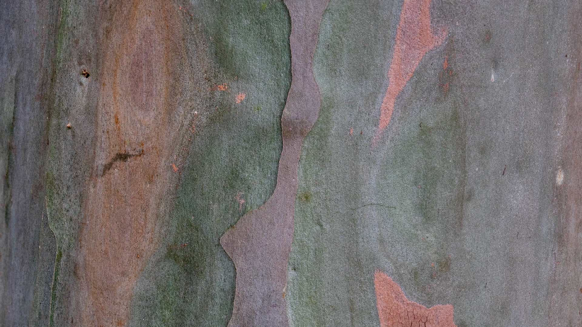 Clours of the House