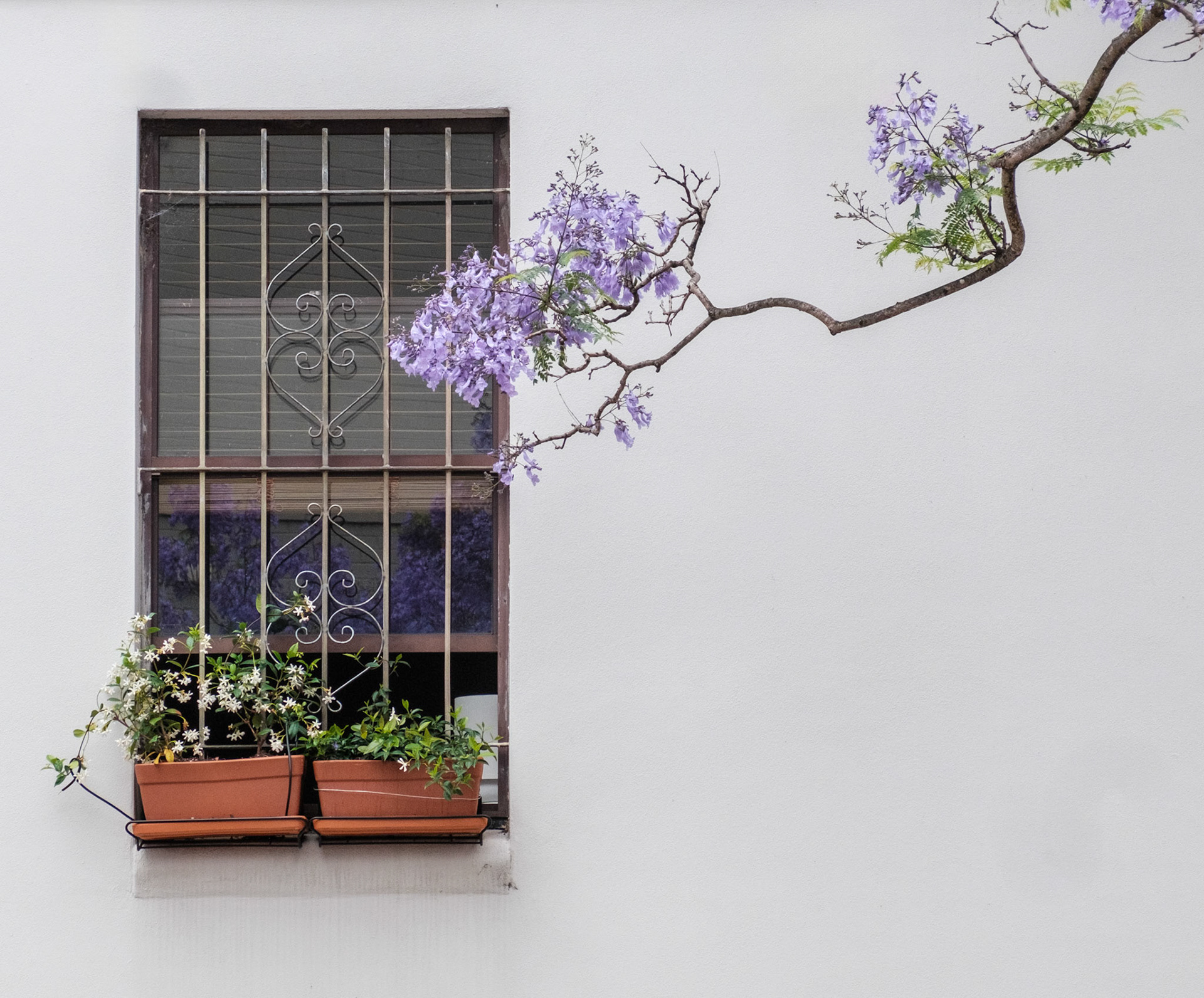 Jacaranda in McDougall Street