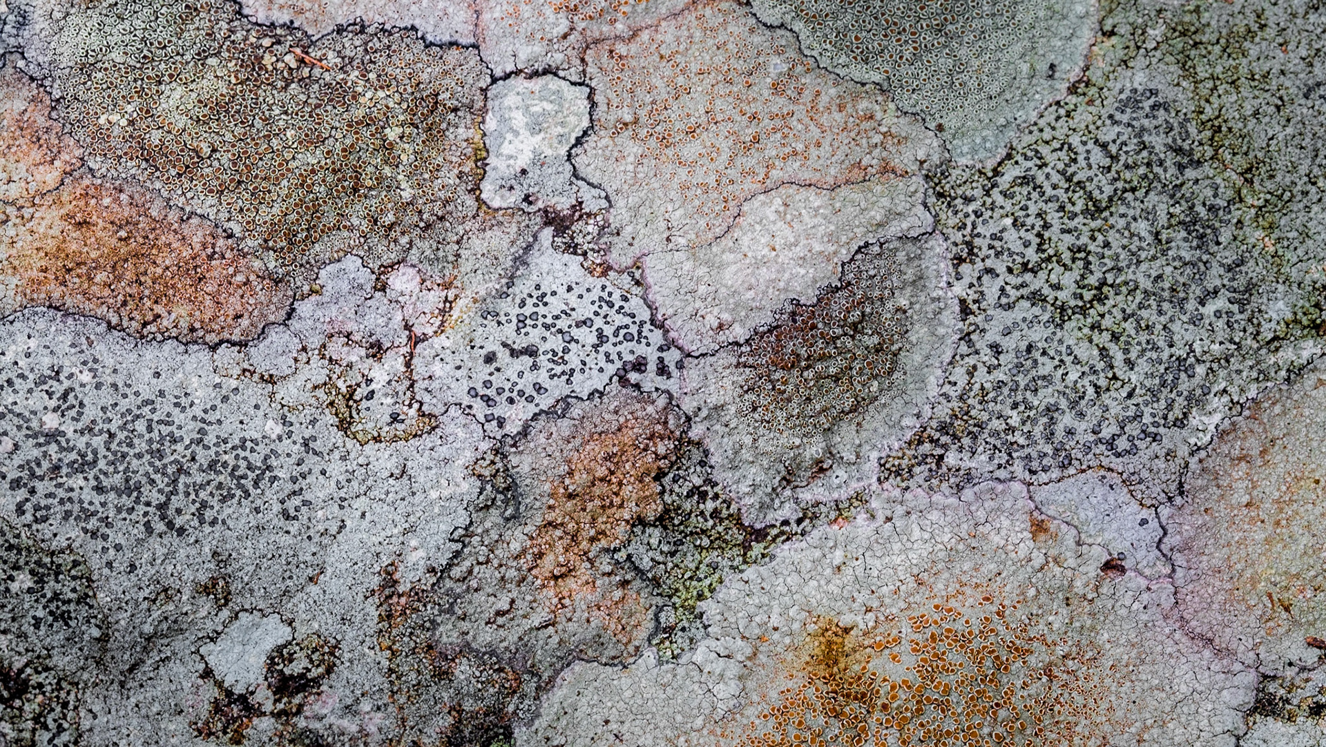Lichen