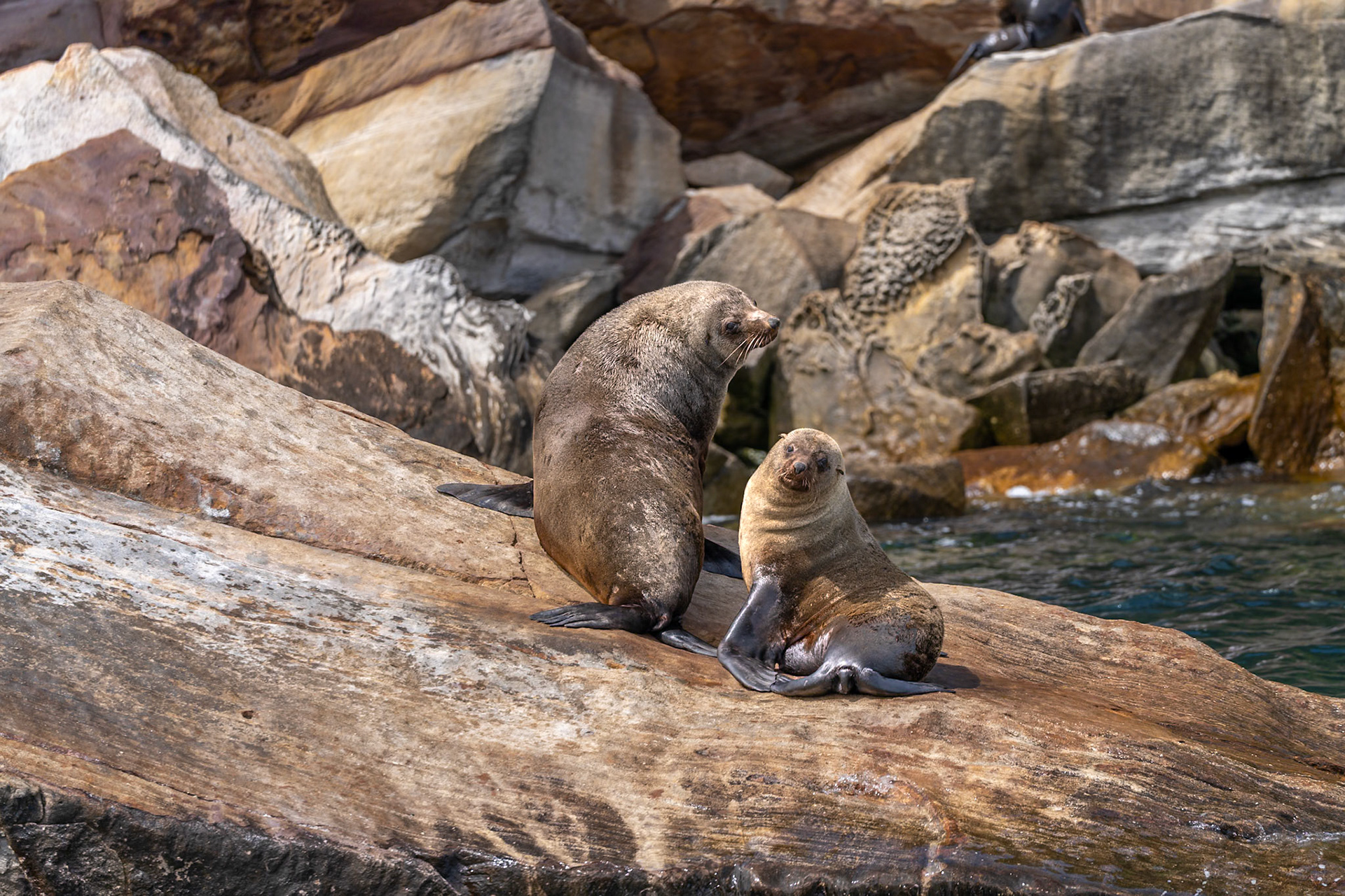 Seals at Barrenjoey Headland