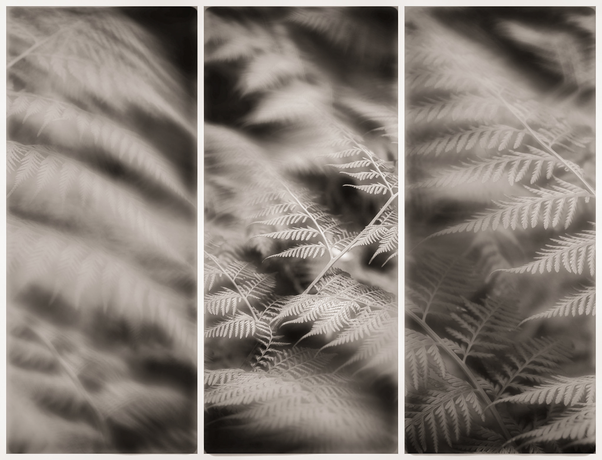 In Angophora Reserve