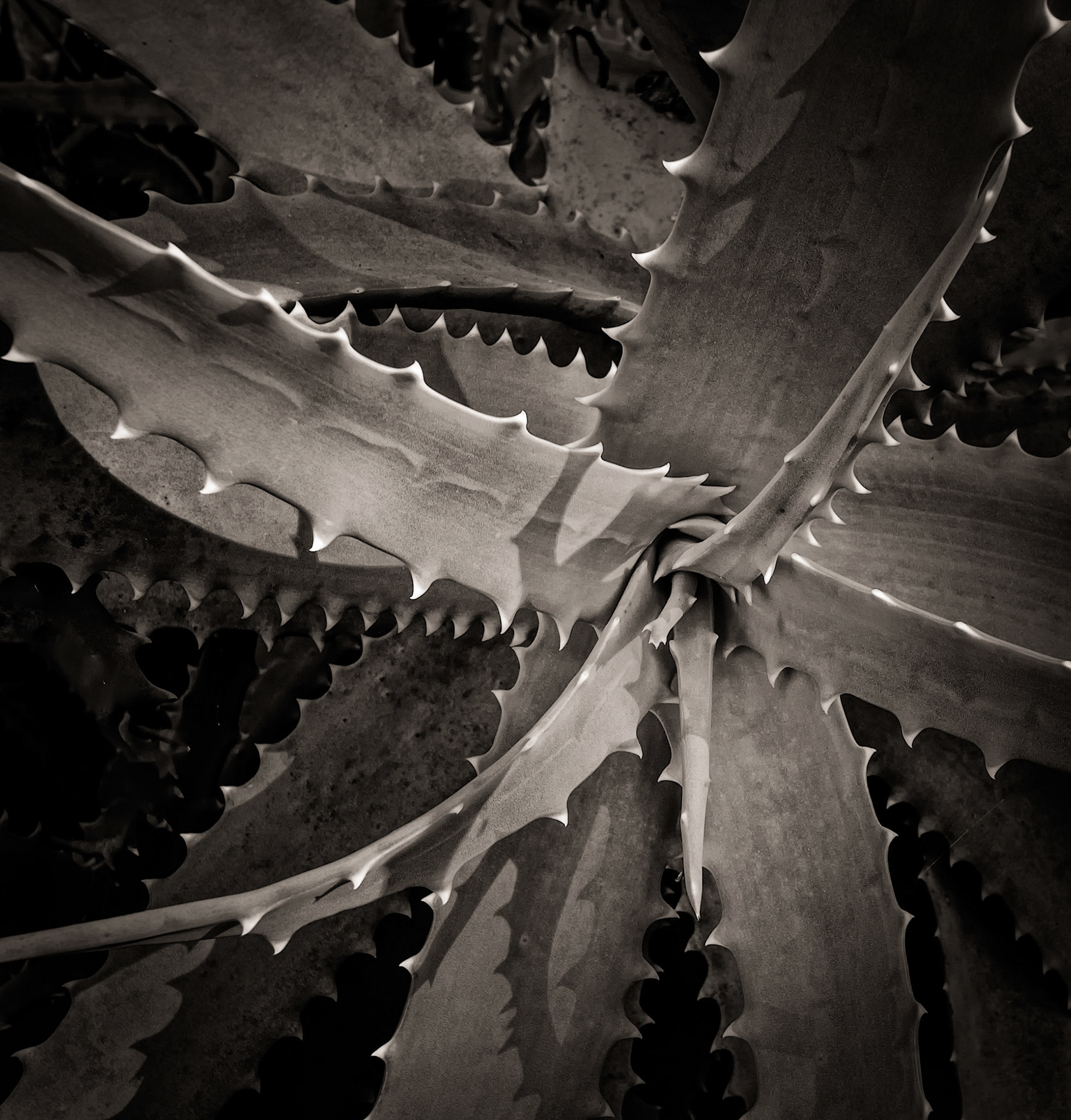 Succulent in Wallis Reserve