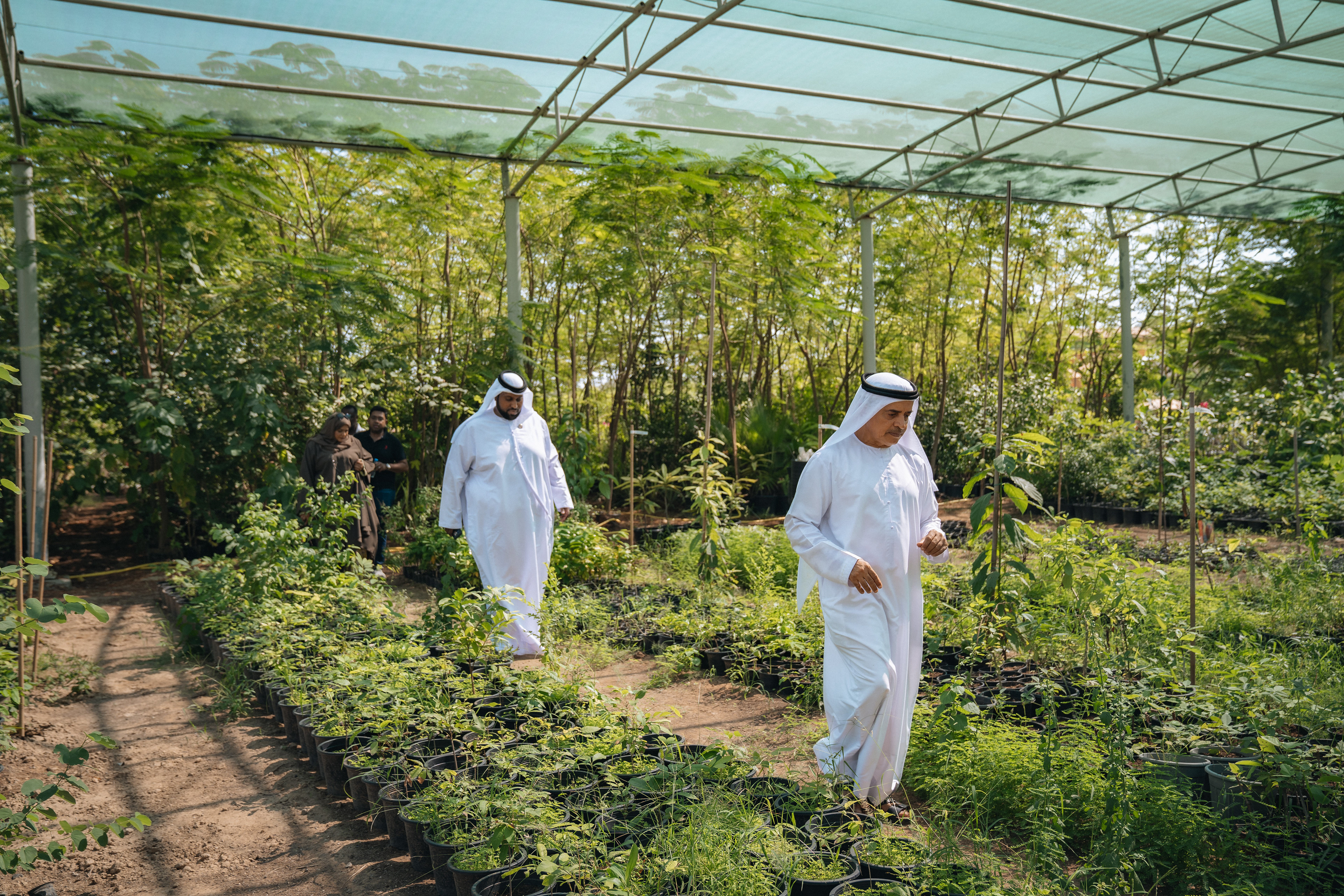 Wadi Dafta Plantation