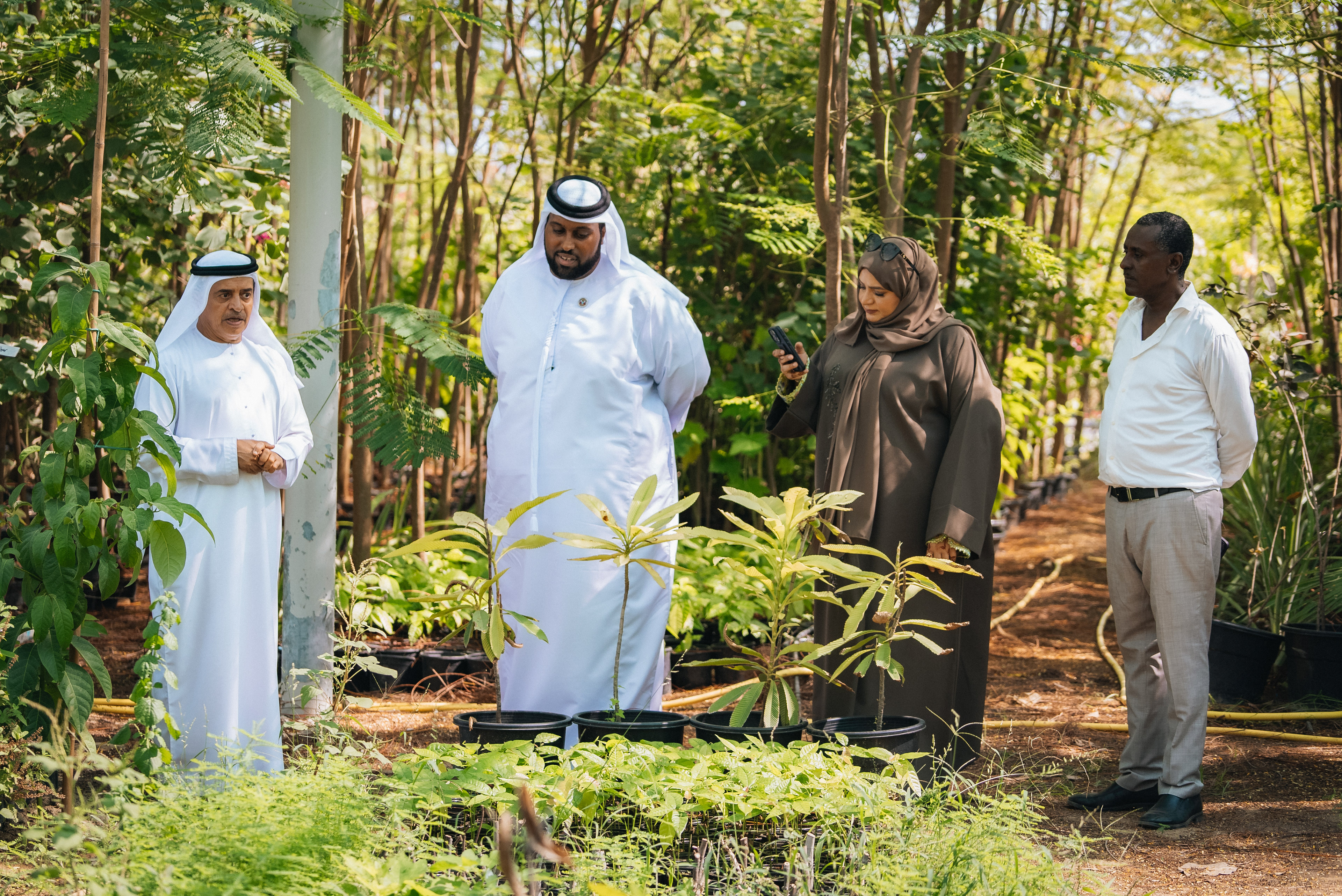 Wadi Dafta Plantation