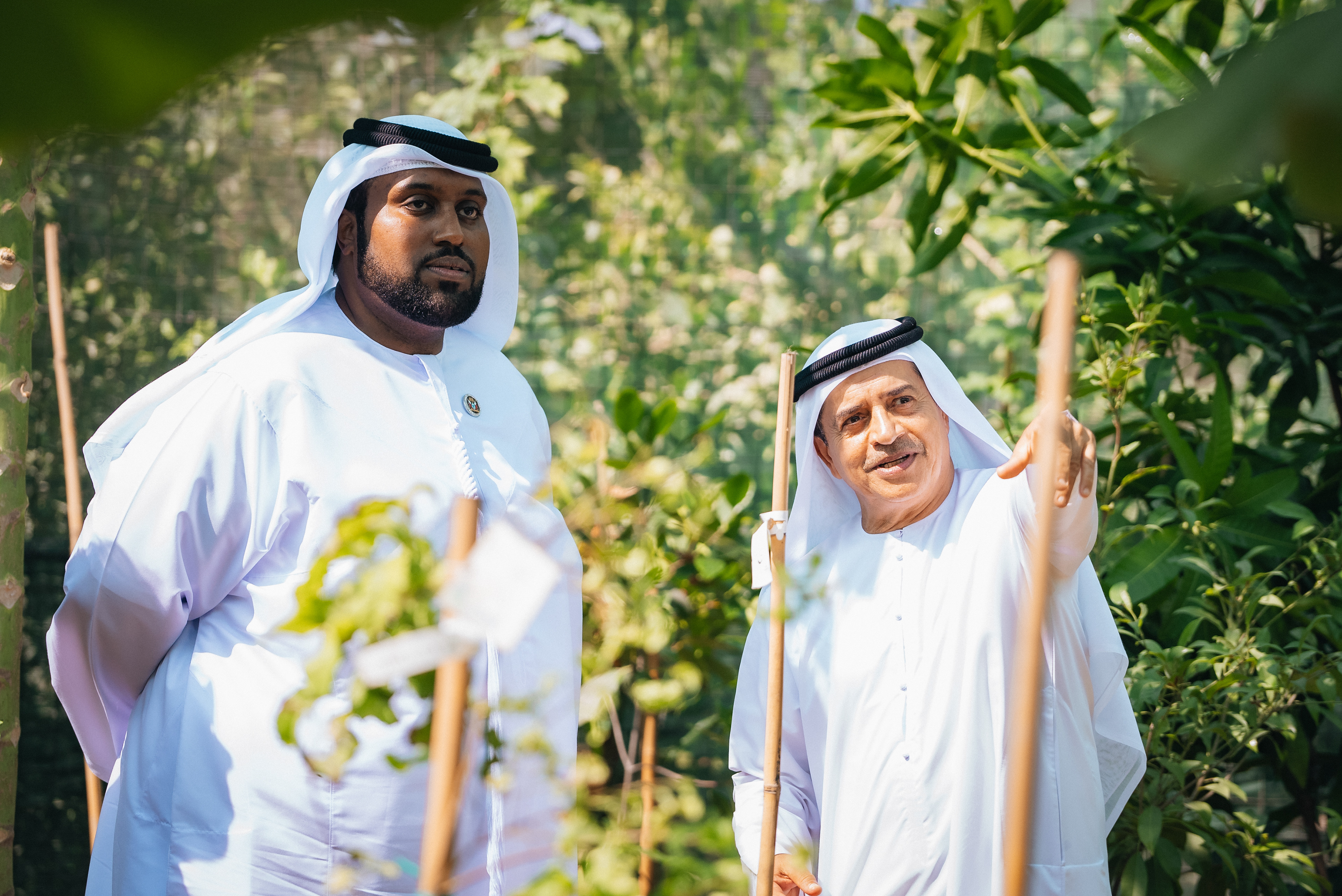 Wadi Dafta Plantation