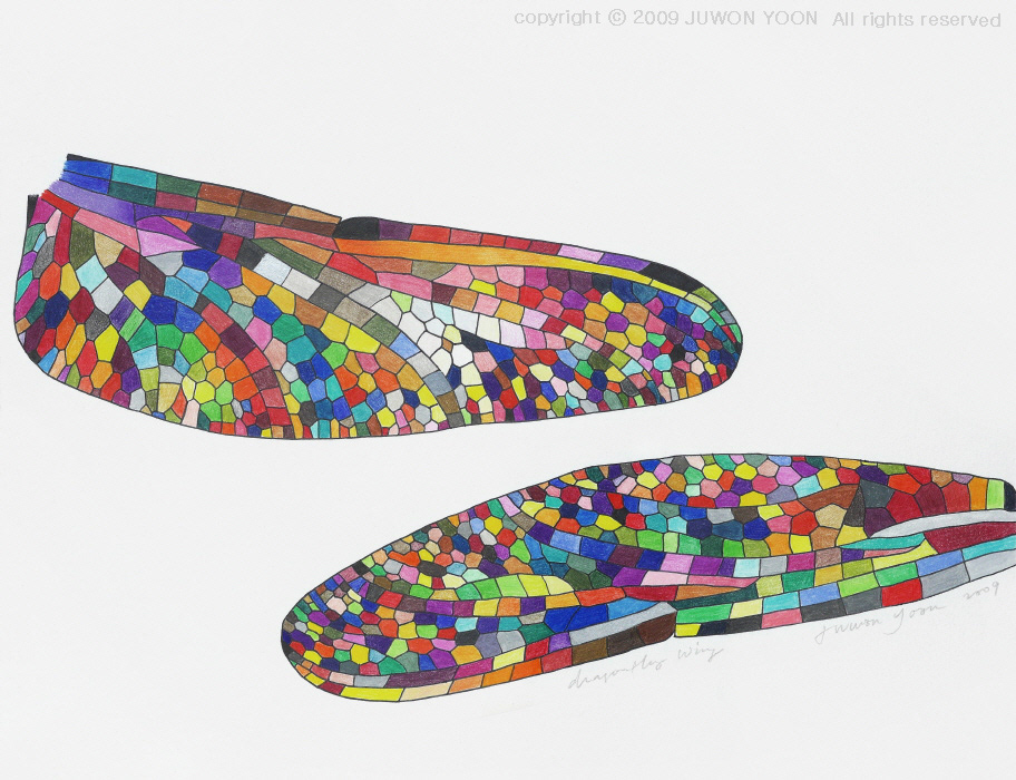 잠자리 날개 DRAGONFLY WING 43x33cm color pencil on fabriano 2009