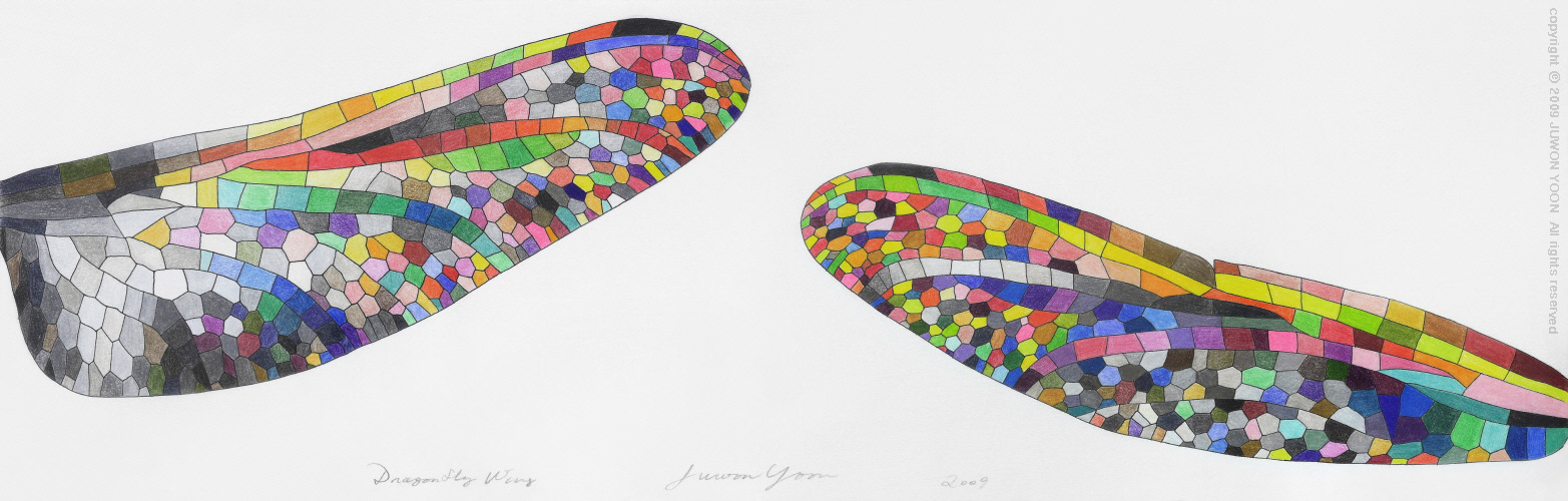 잠자리 날개 DRAGONFLY WING  color pencil on fabriano 2009