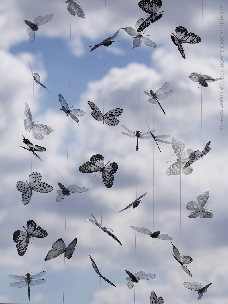 SPREAD WINGS 280x380cm print on OHP film installation 2013