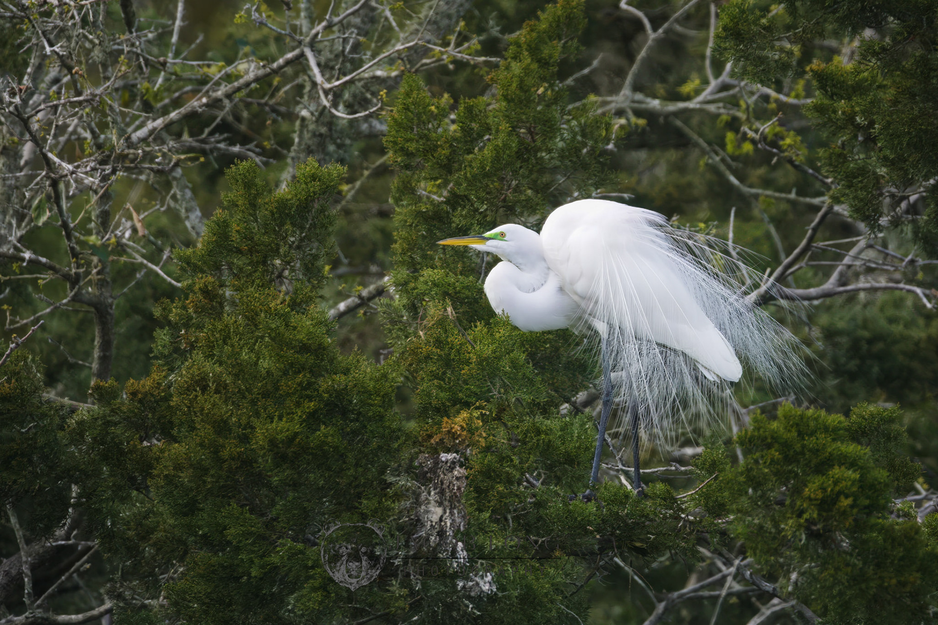 Great Egret