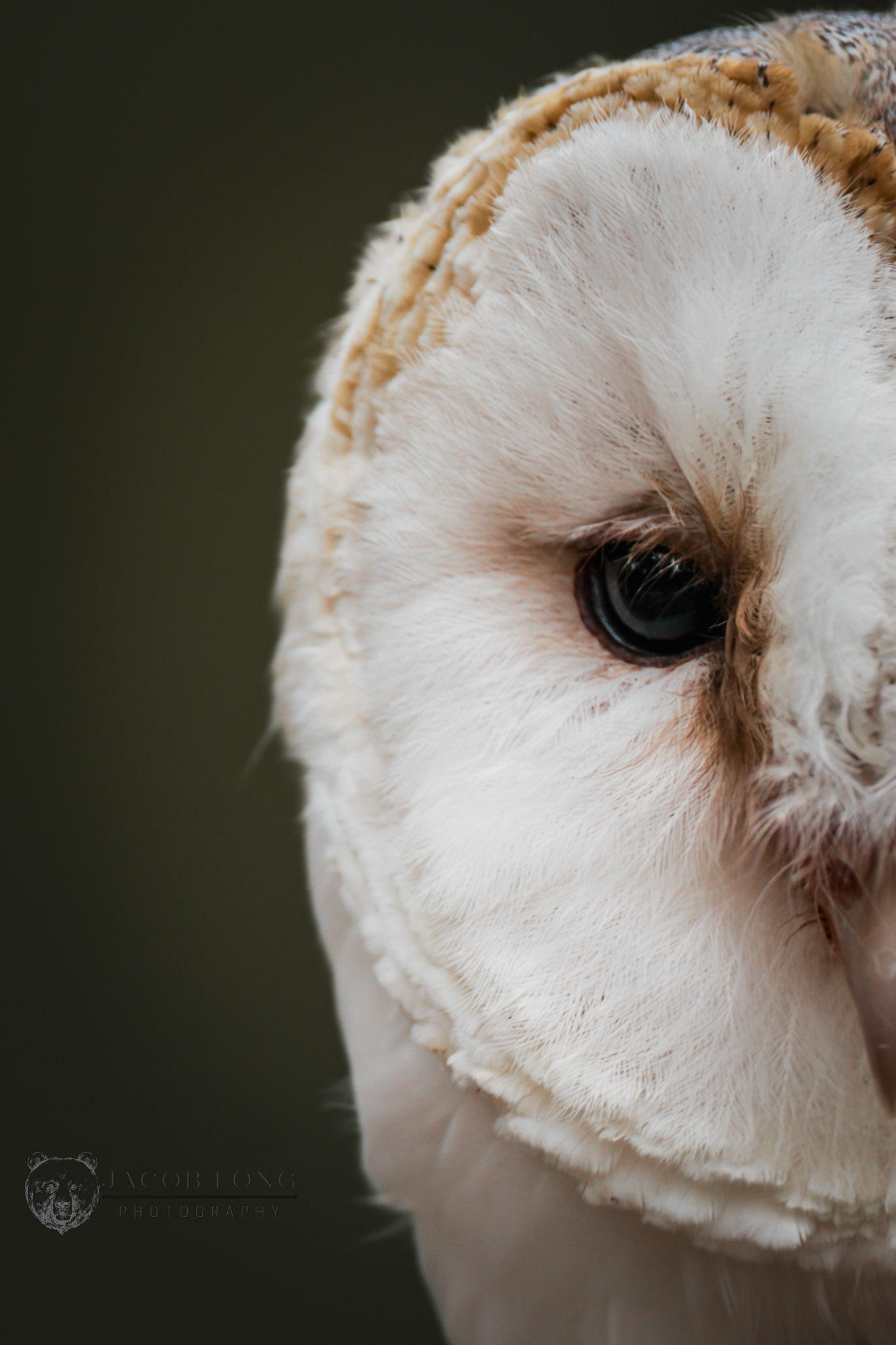 Barn Owl