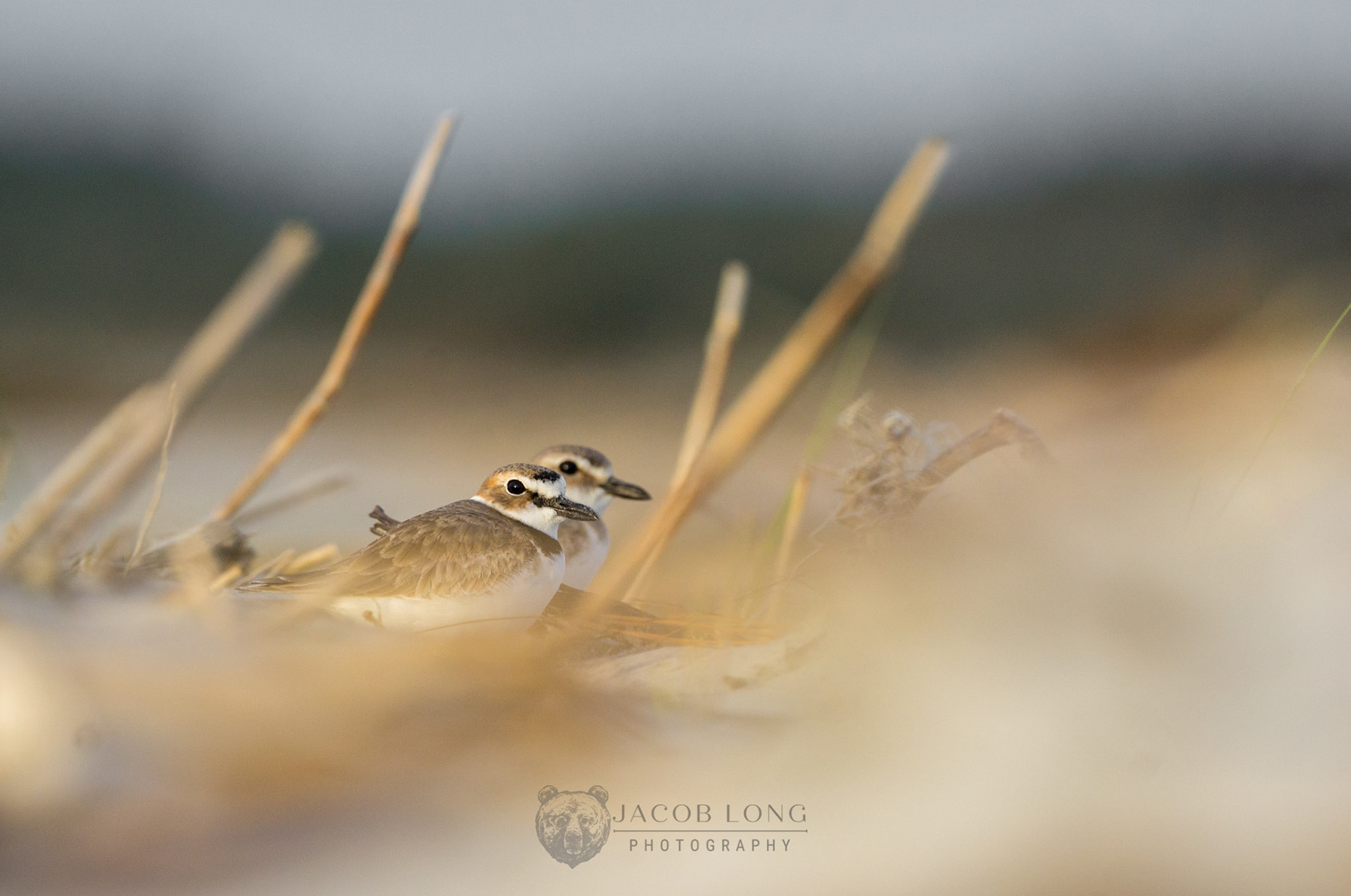 Pair of Piping Plovers