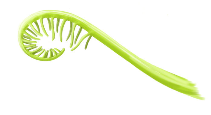 Fern