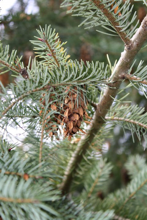 Evergreen?