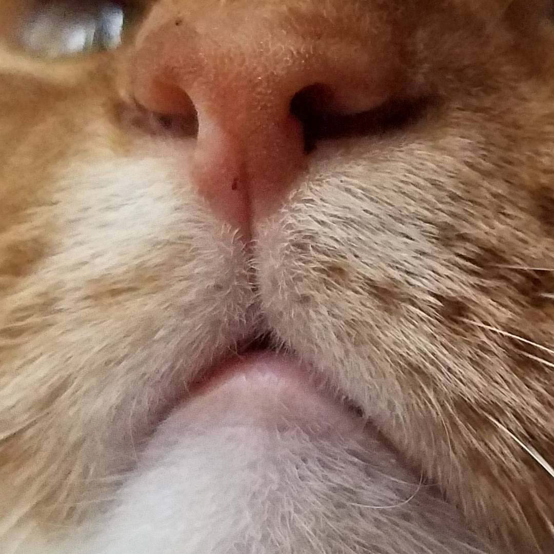 Tiny Nose and Tiny Mouth