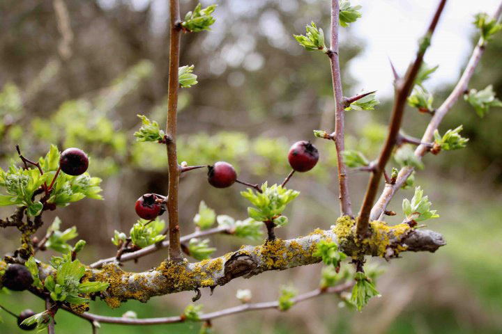 Berries on Twigs