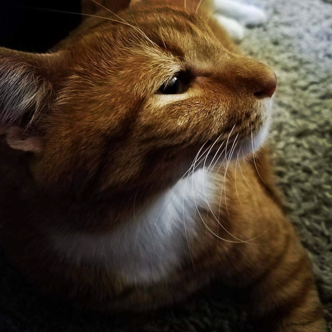 Dramatic DeeDee