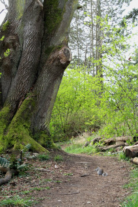 Forest Path