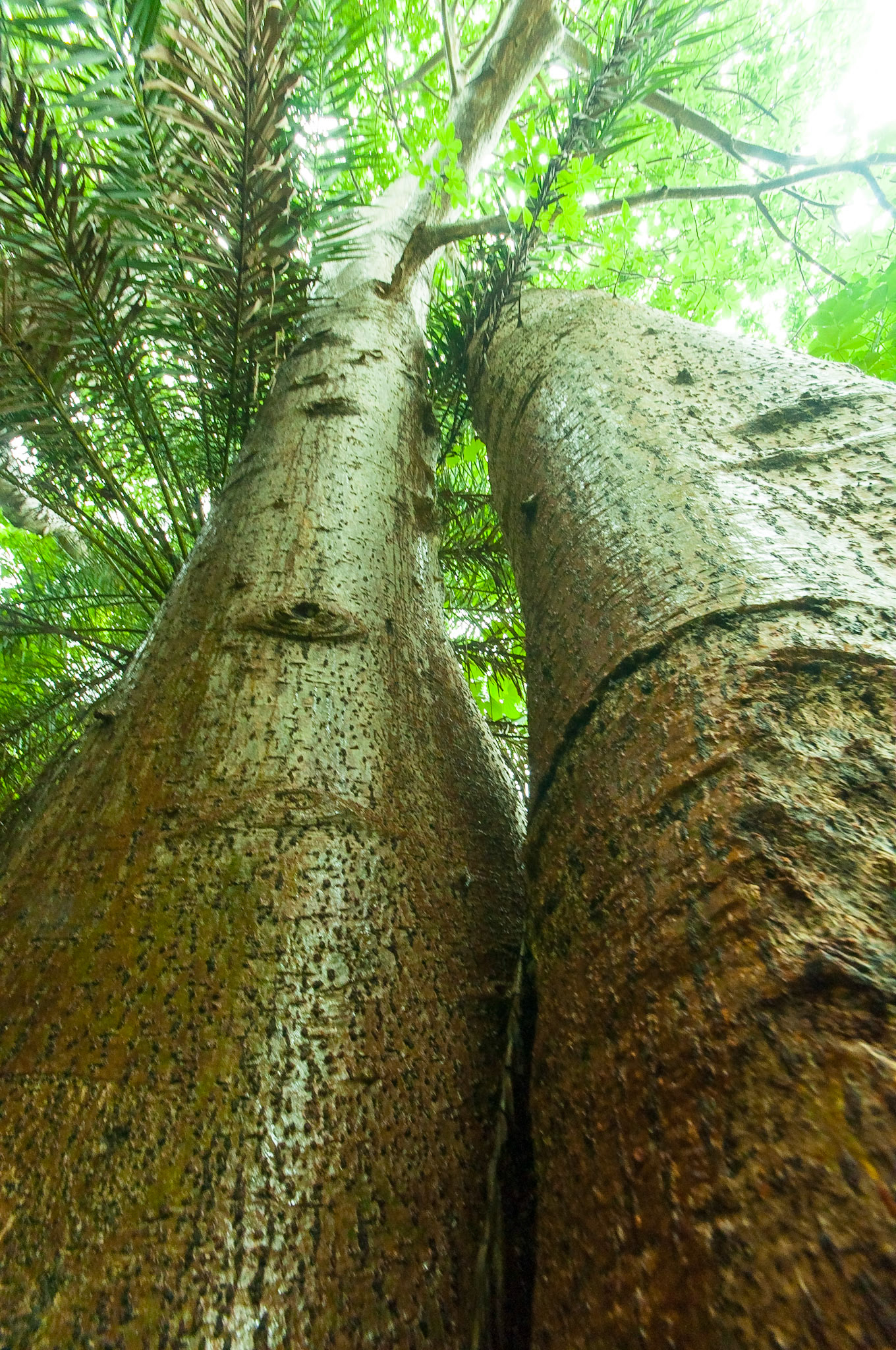 Giant Boabab tree shot with a wide angle lens from directly under the tree. Located near Vasai Fort, Mumbai. The tree's two main stems are fused.