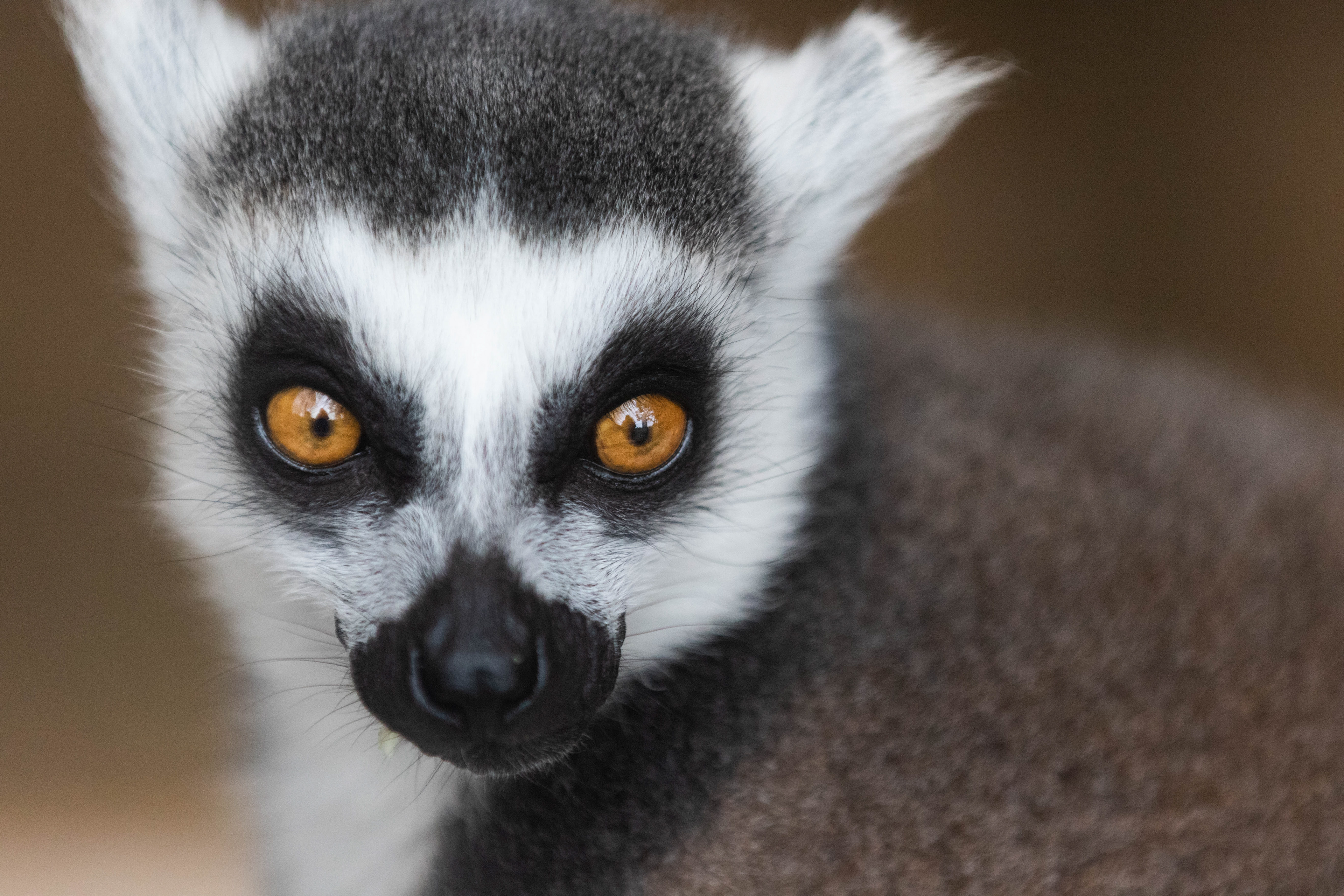 Ring Tail Lemur.