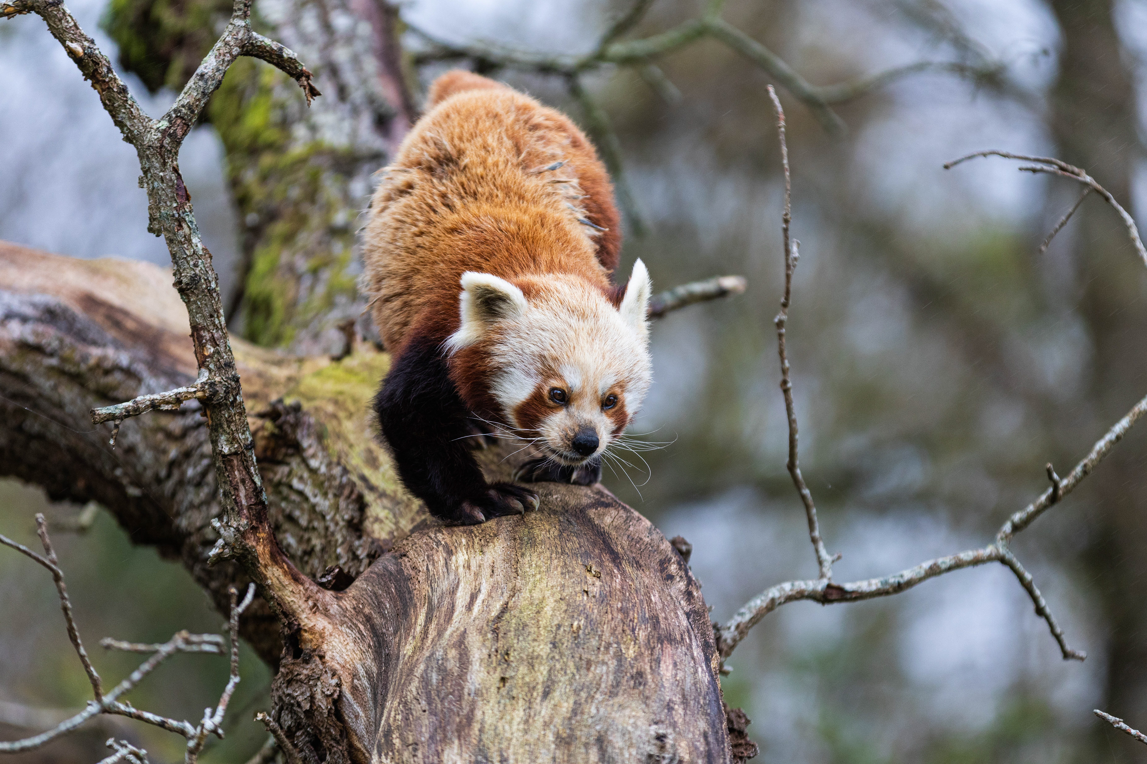 Red Panda.