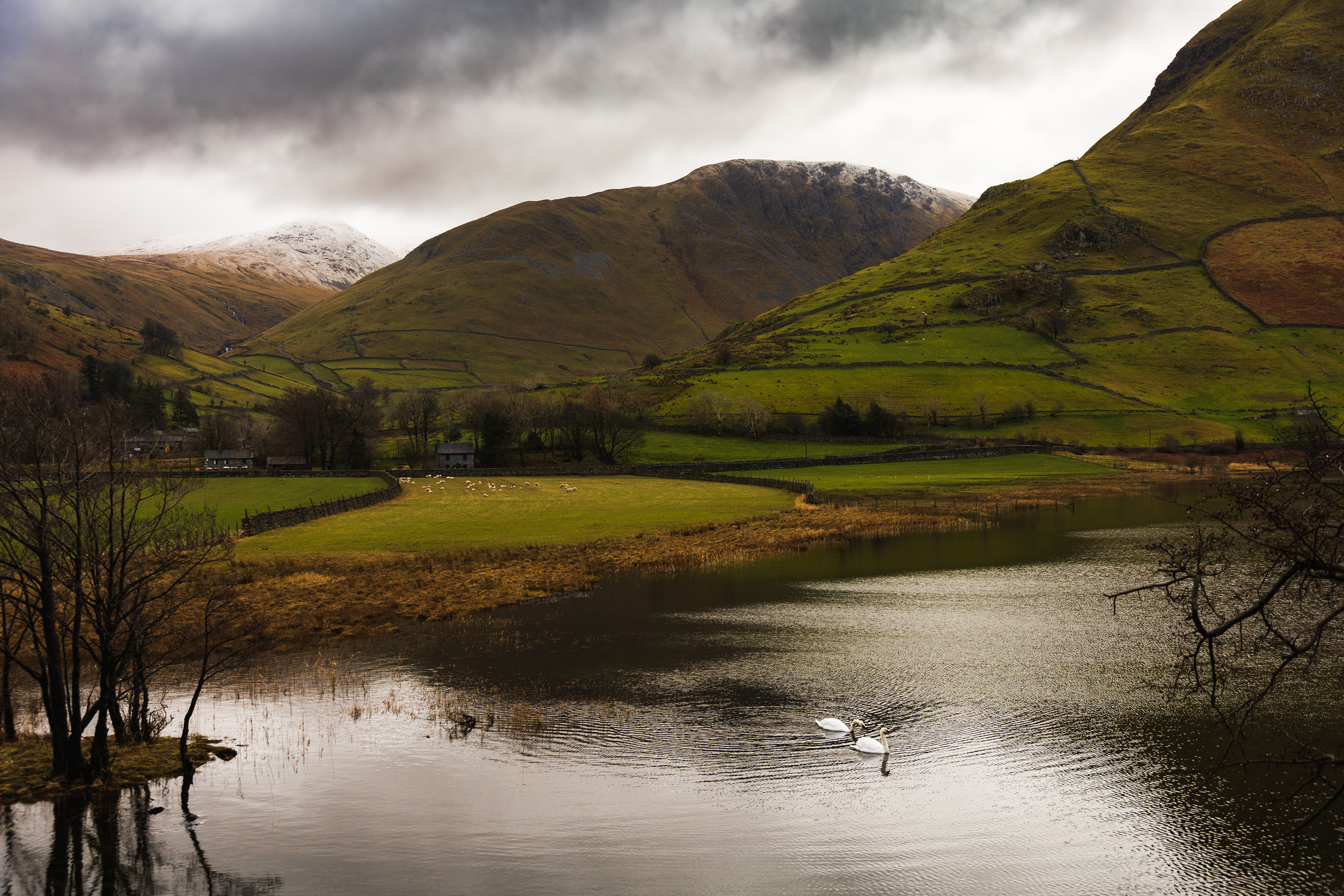 Looking over Brothers Water with two Beautiful Swans.