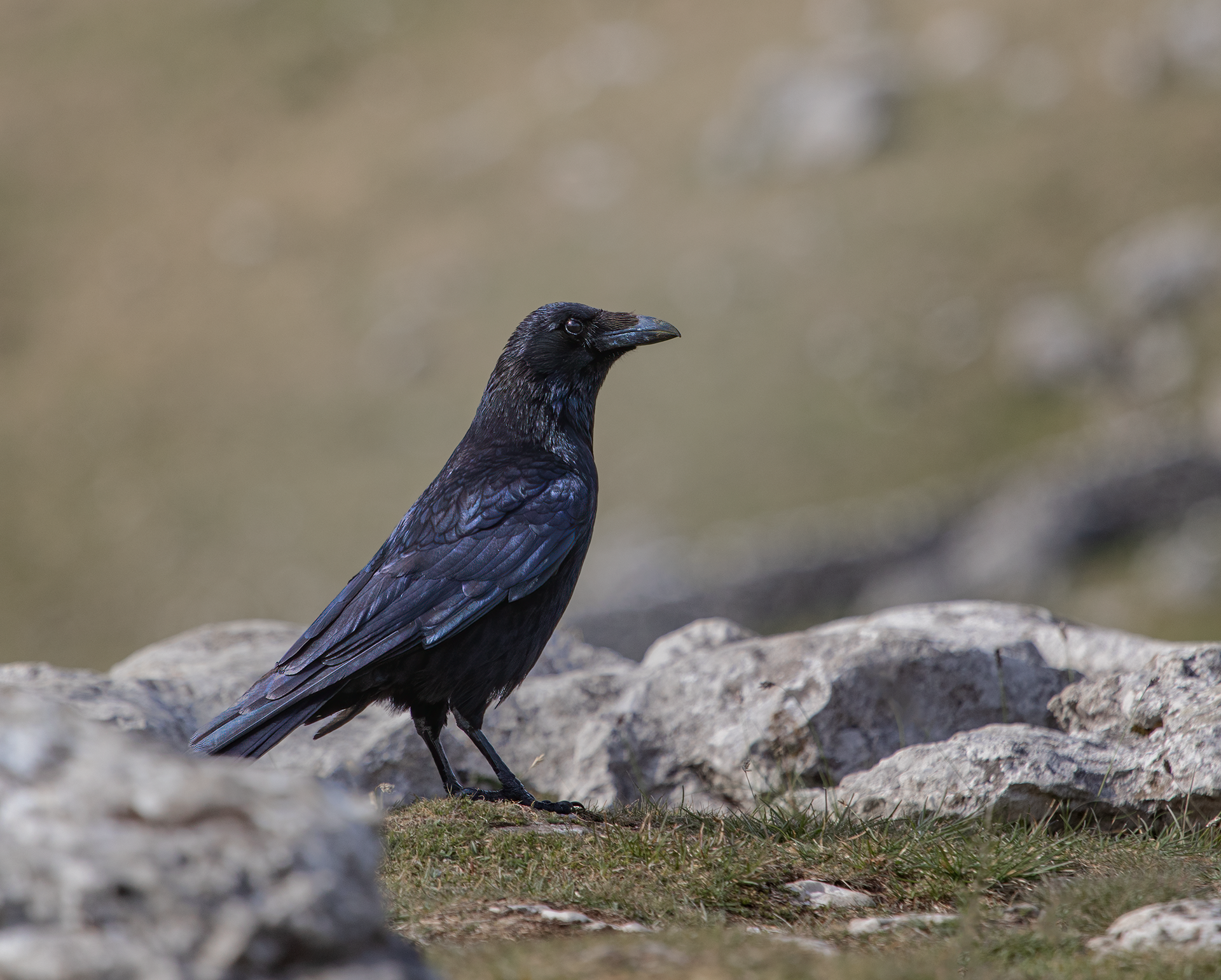 Proud Raven.