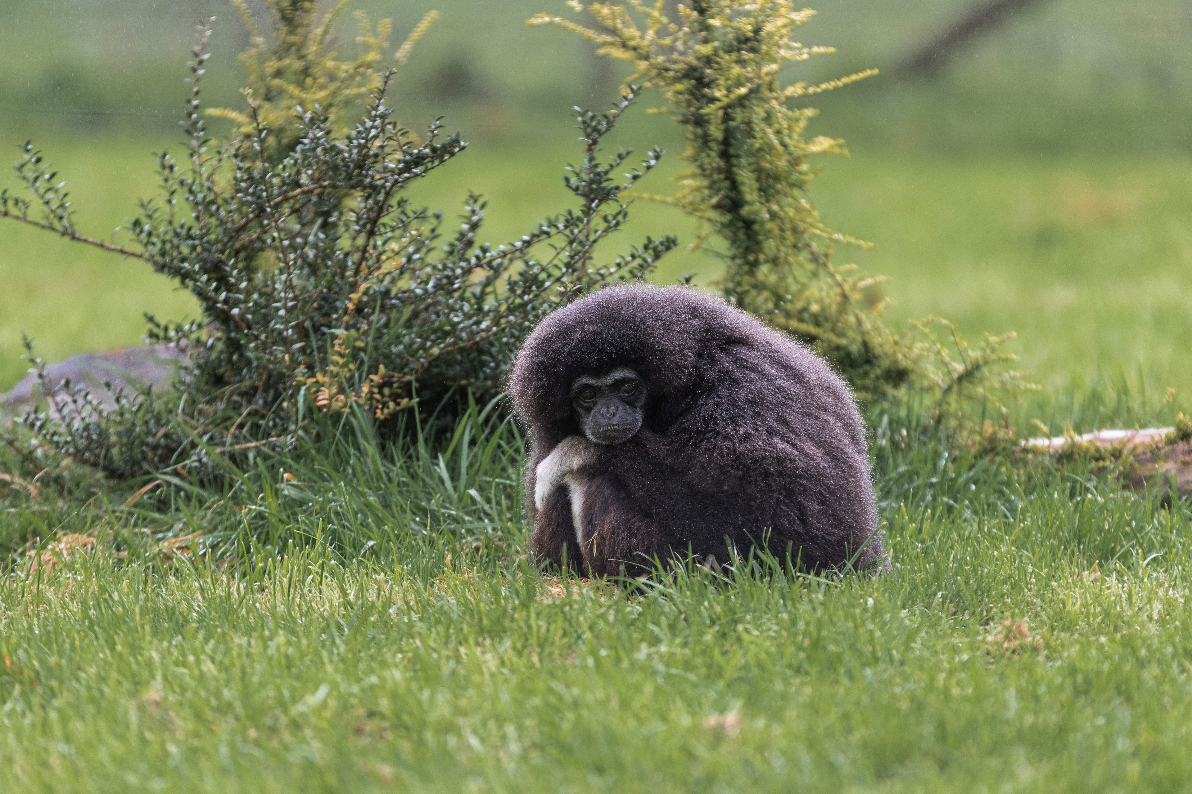 Gibbon.