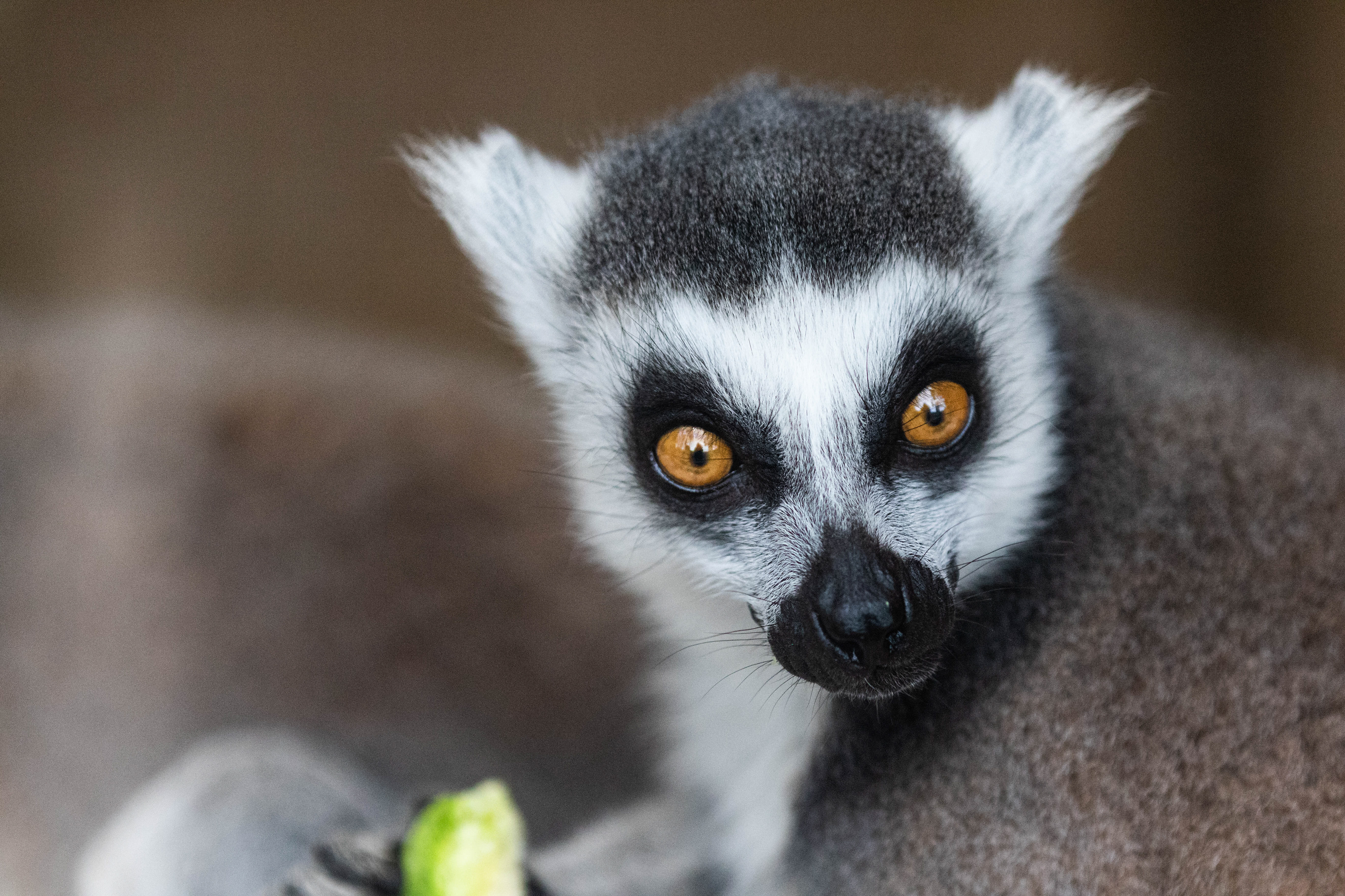 Ring Tail Lemur.
