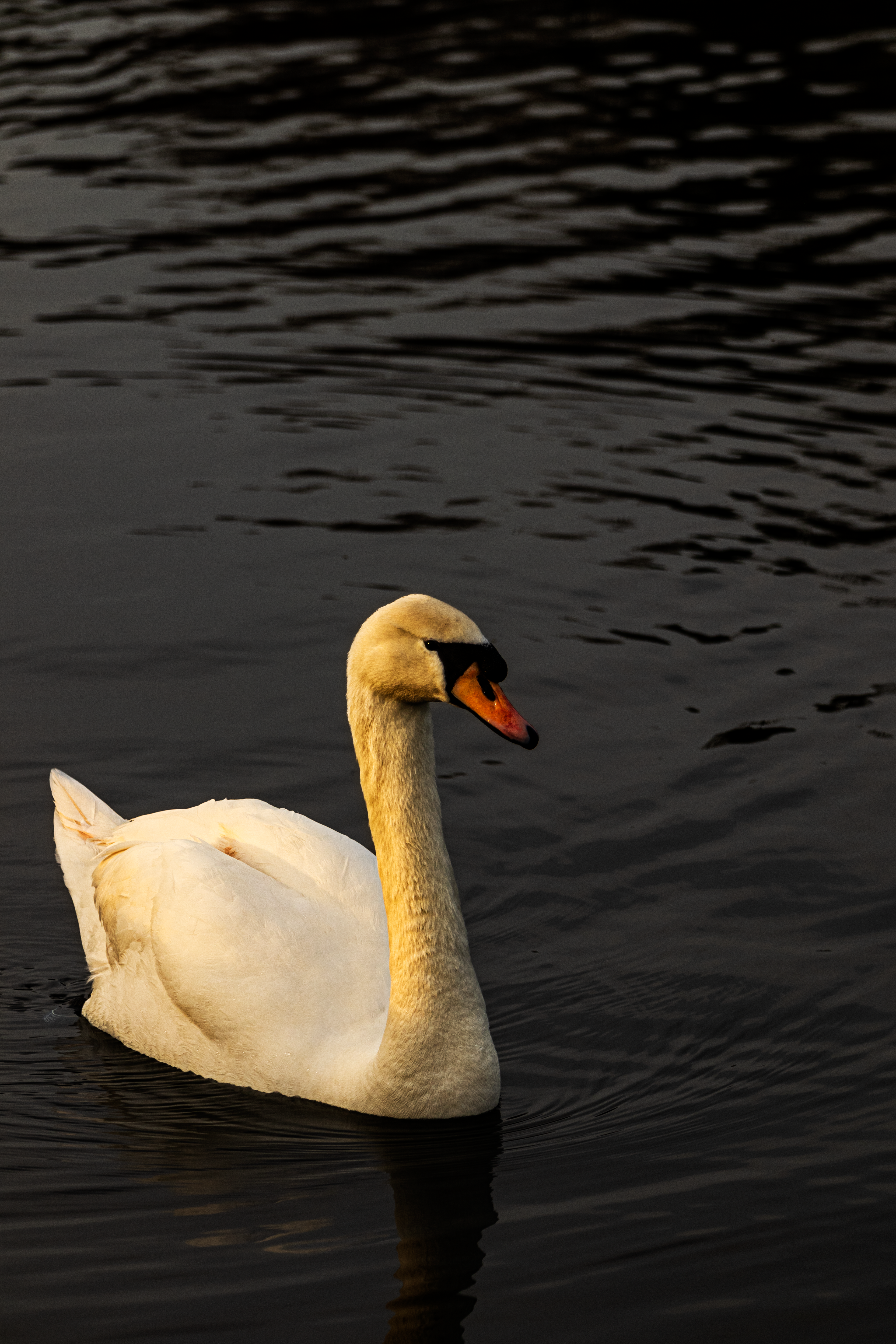 Golden Swan
