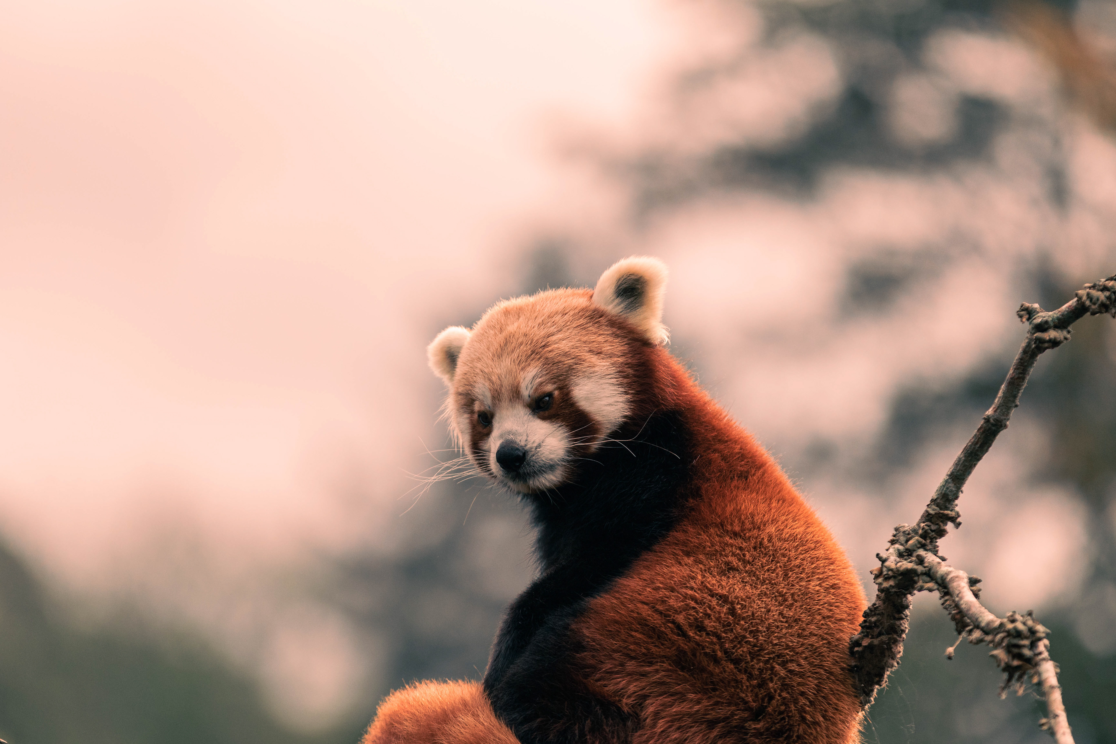Red Panda.