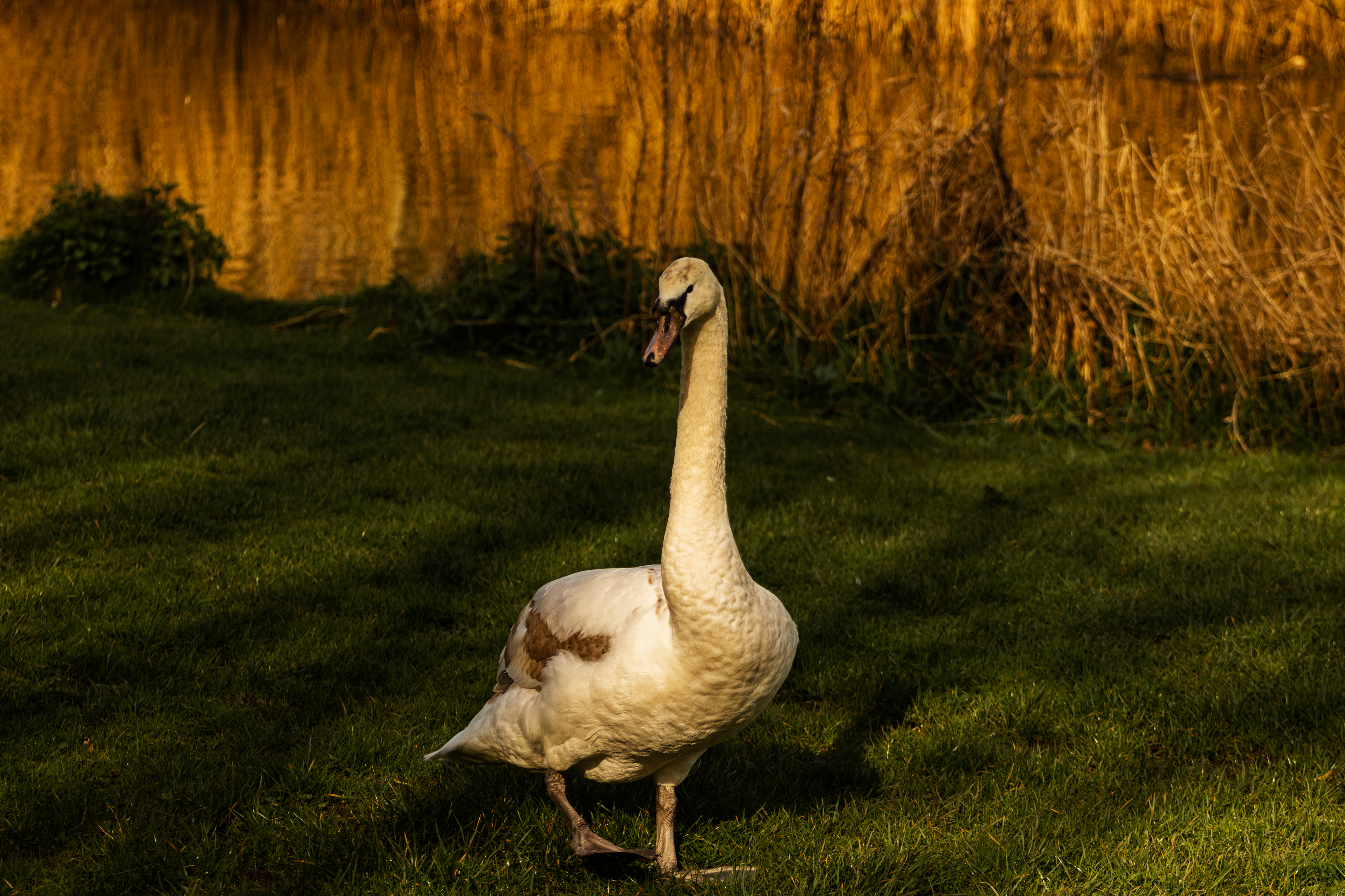 Dancing Swan