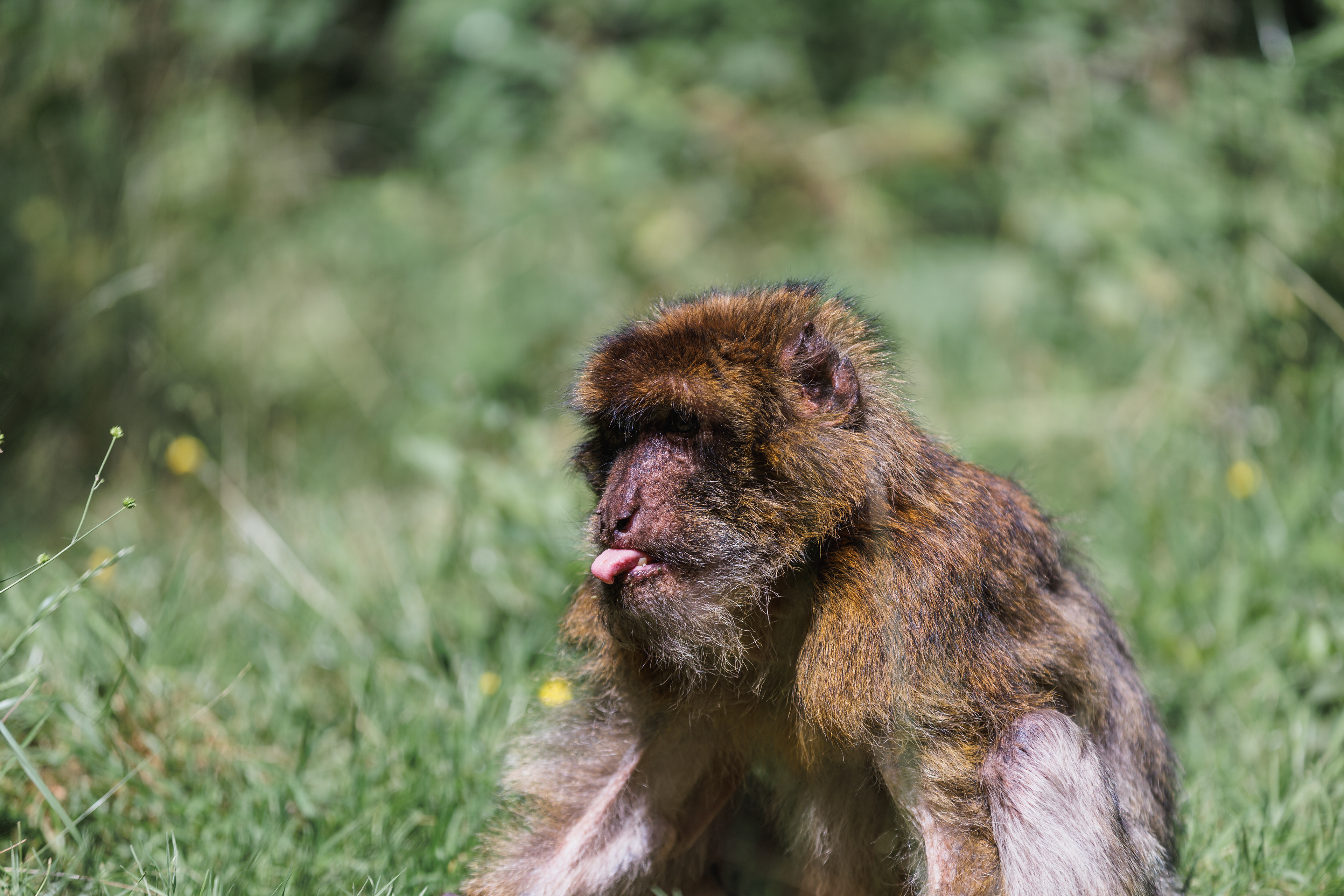 Male having fun pulling out he's tongue.