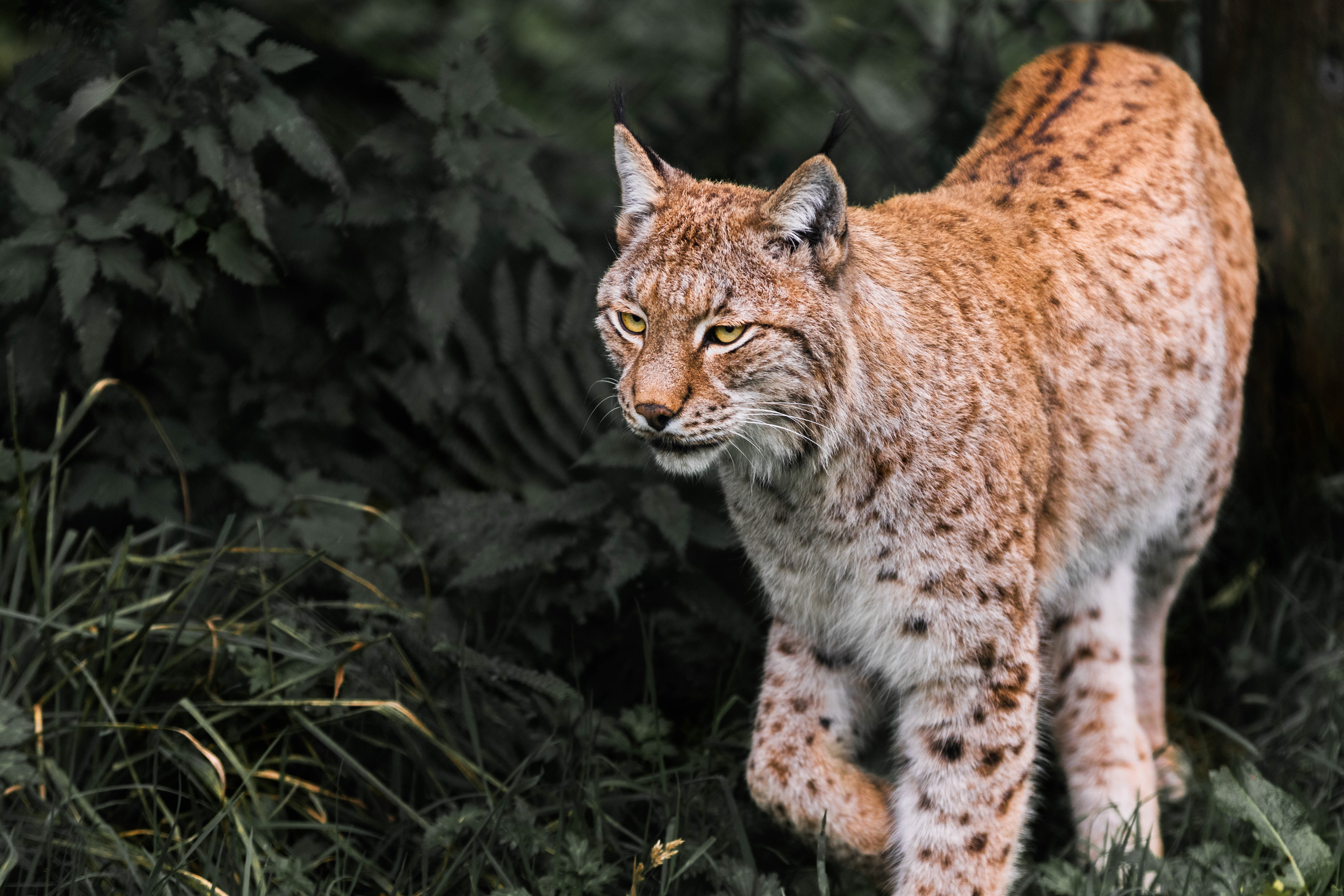 Lynx.