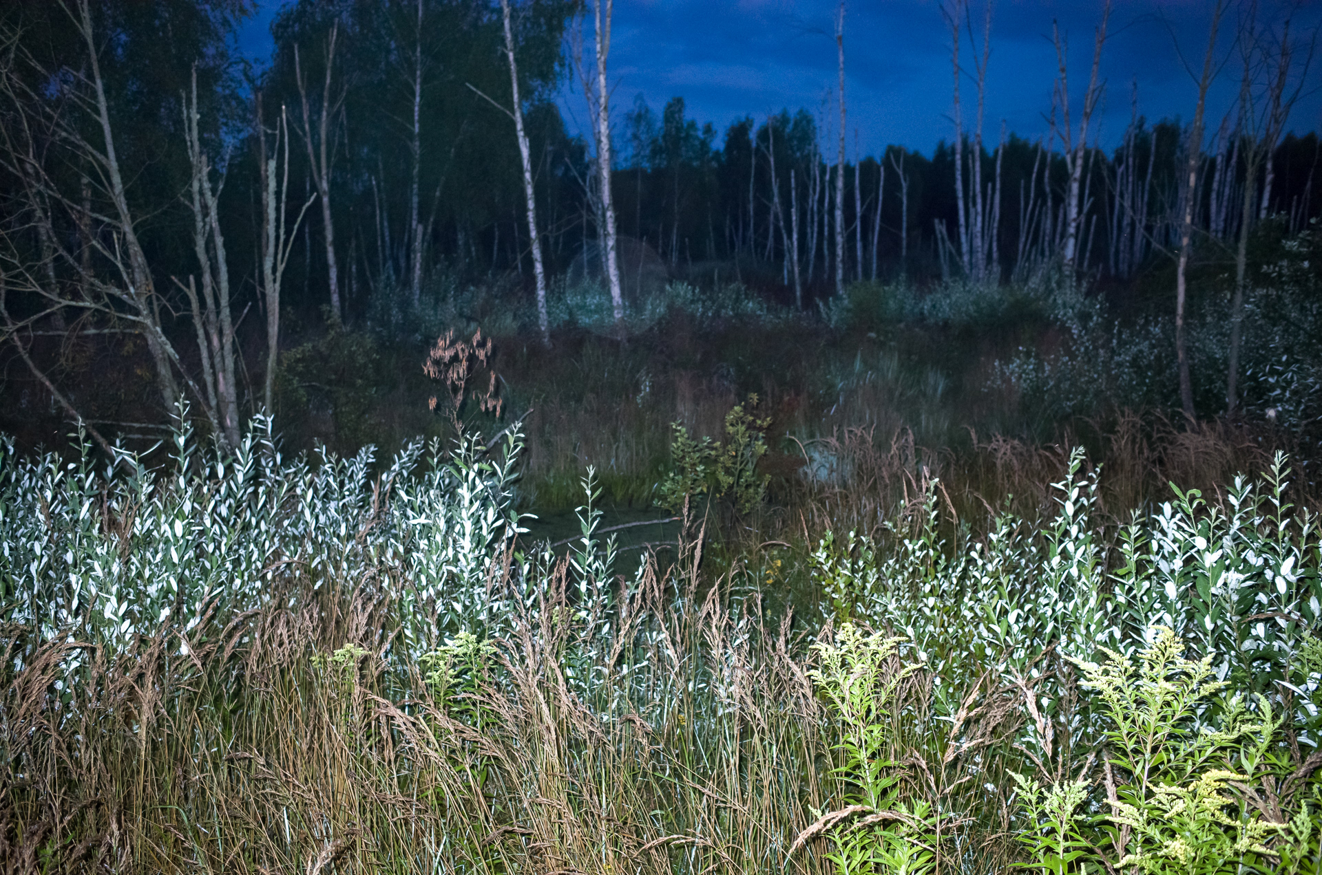Czas do lasu iść znowu