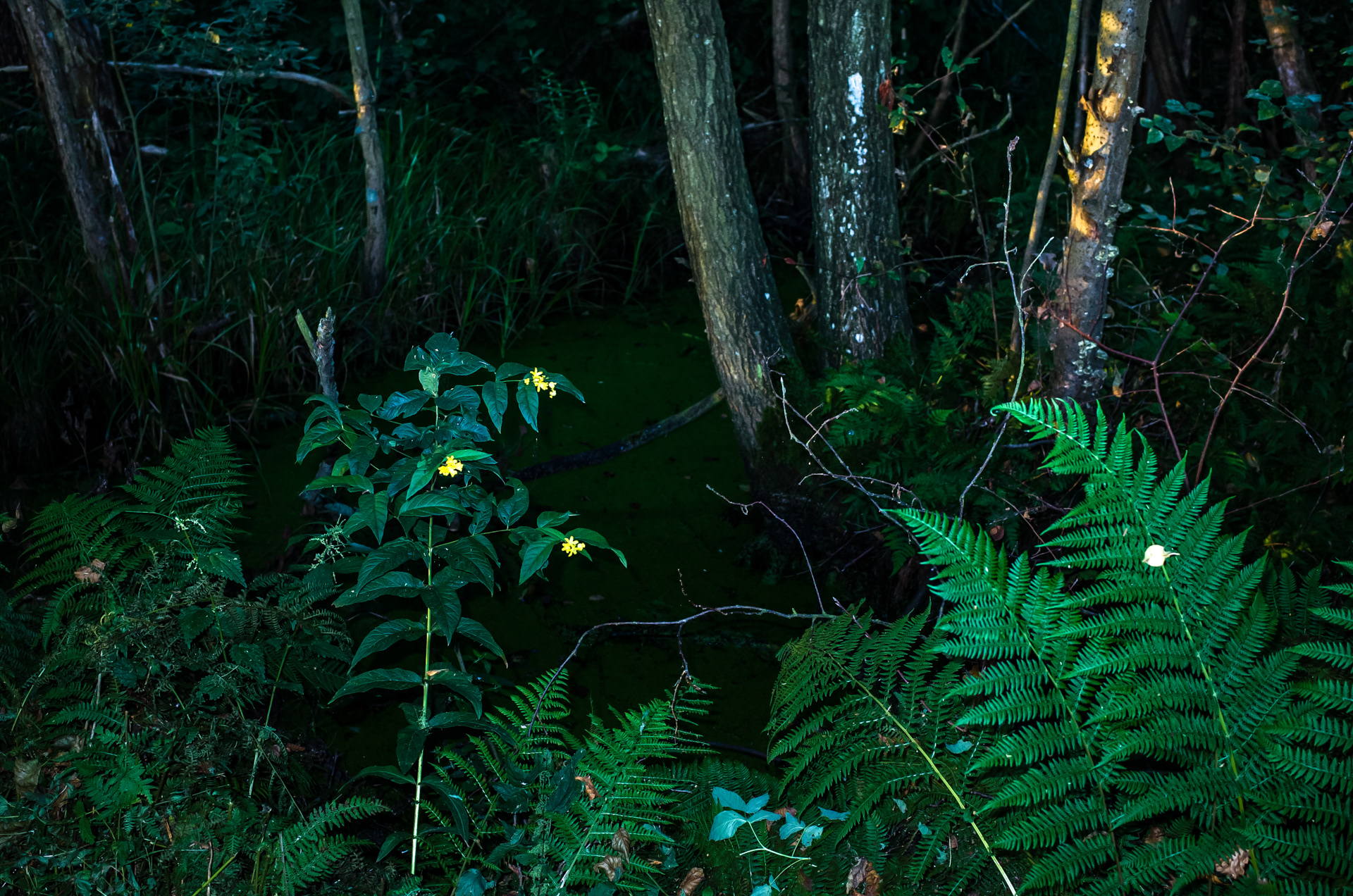 Lubię do lasu iść sobie na spaca