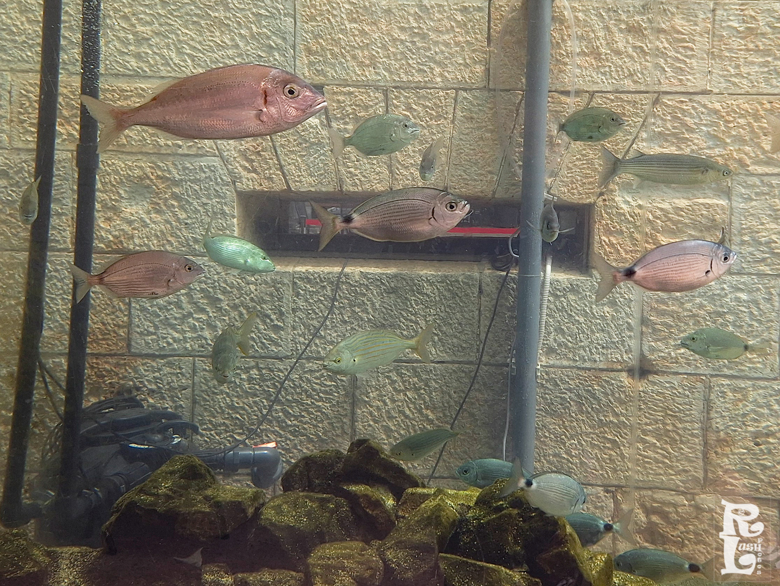 Aquarium Fish (1)