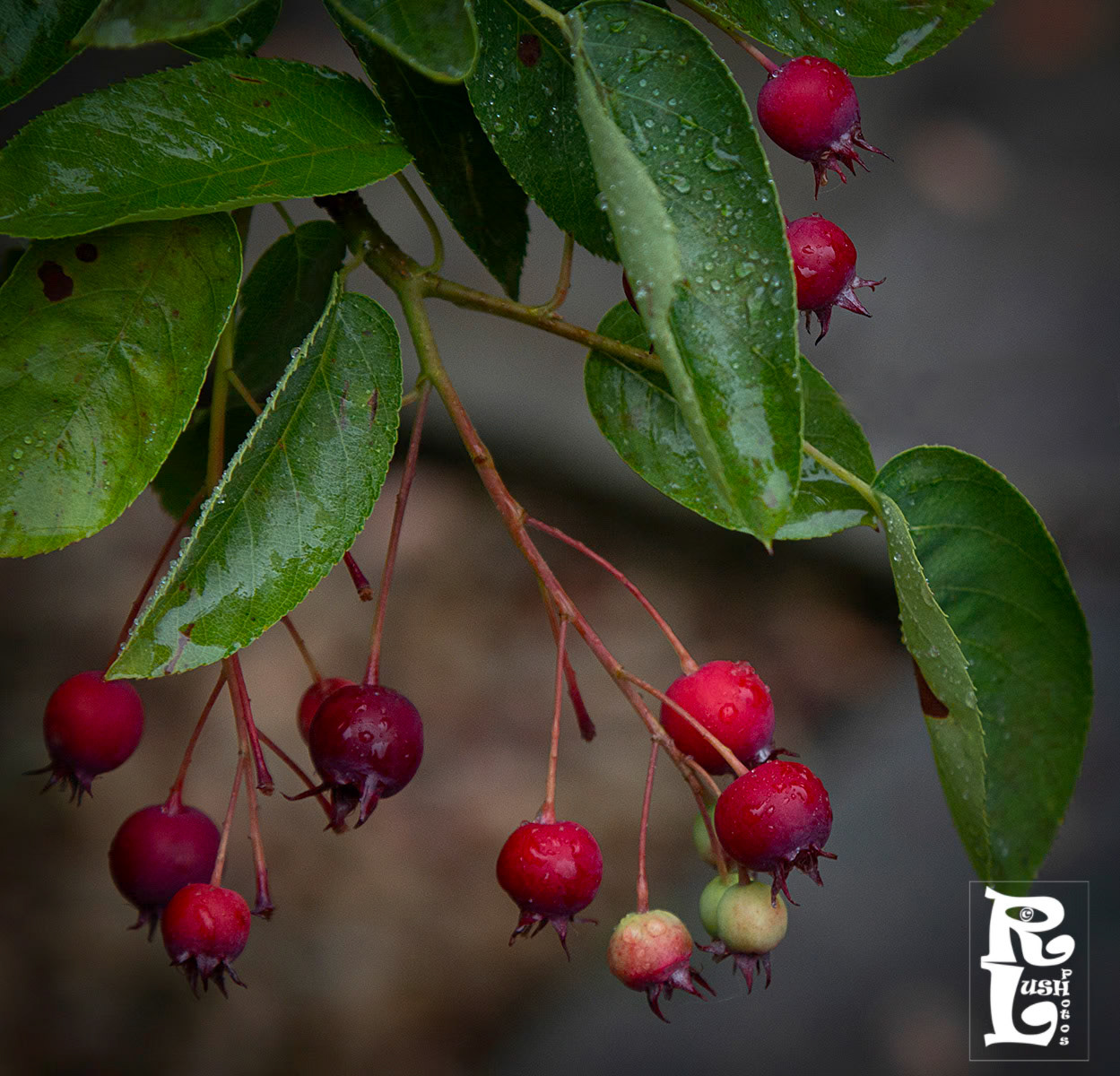 Amalancher Berries