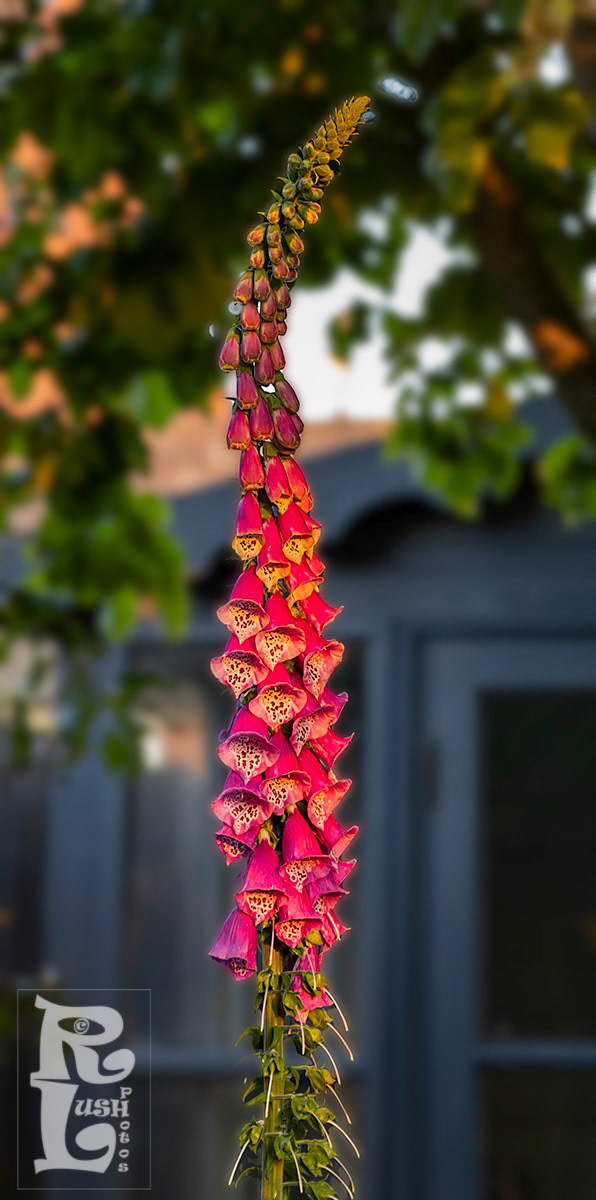 Foxglove