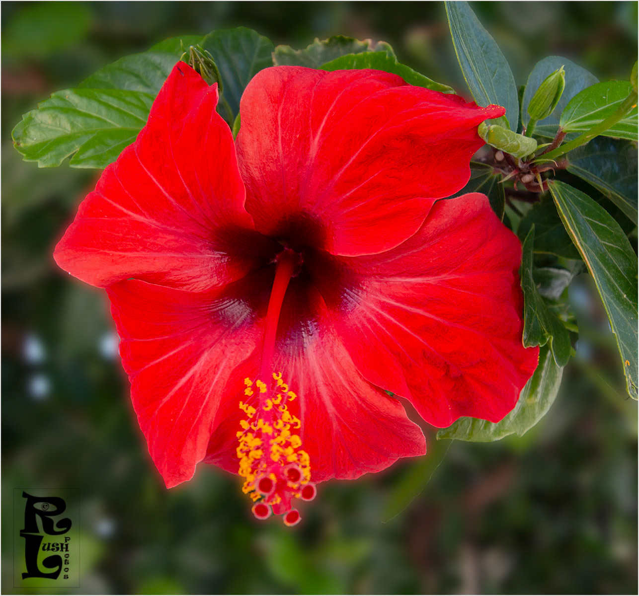 Hibiscus