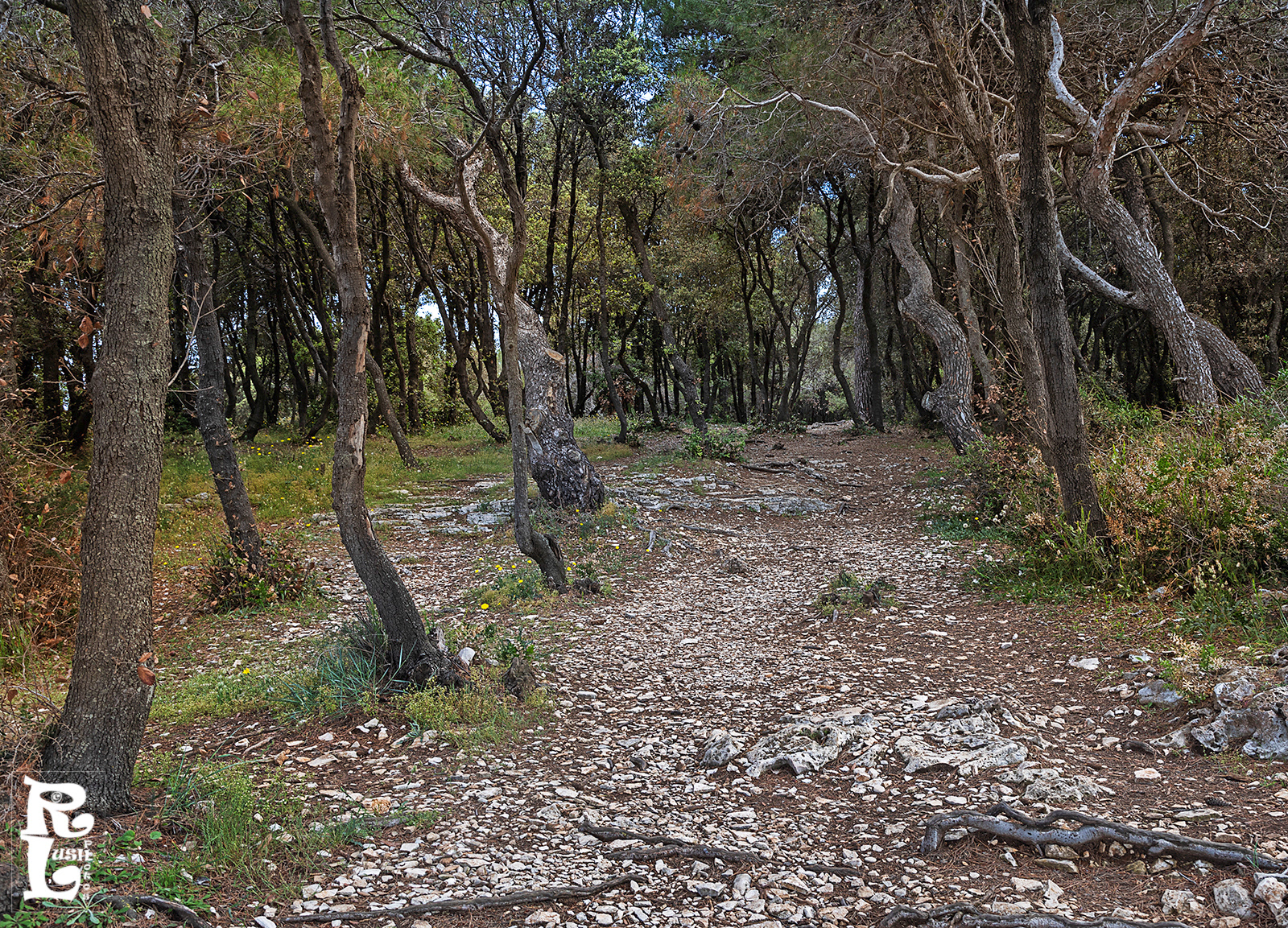Through the trees