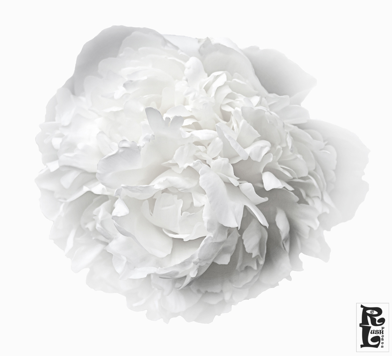 White Rose