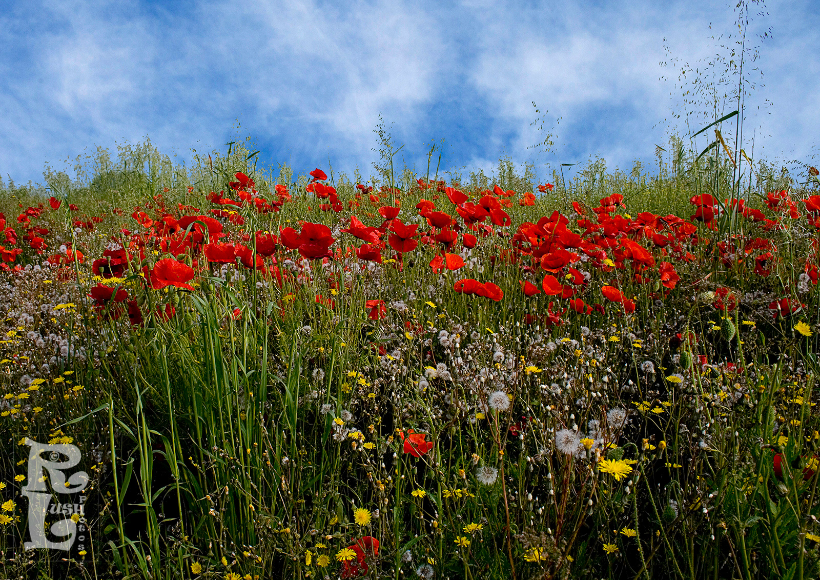 Poppies
