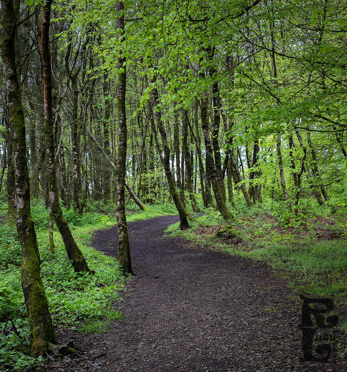 The Way Through the Woods