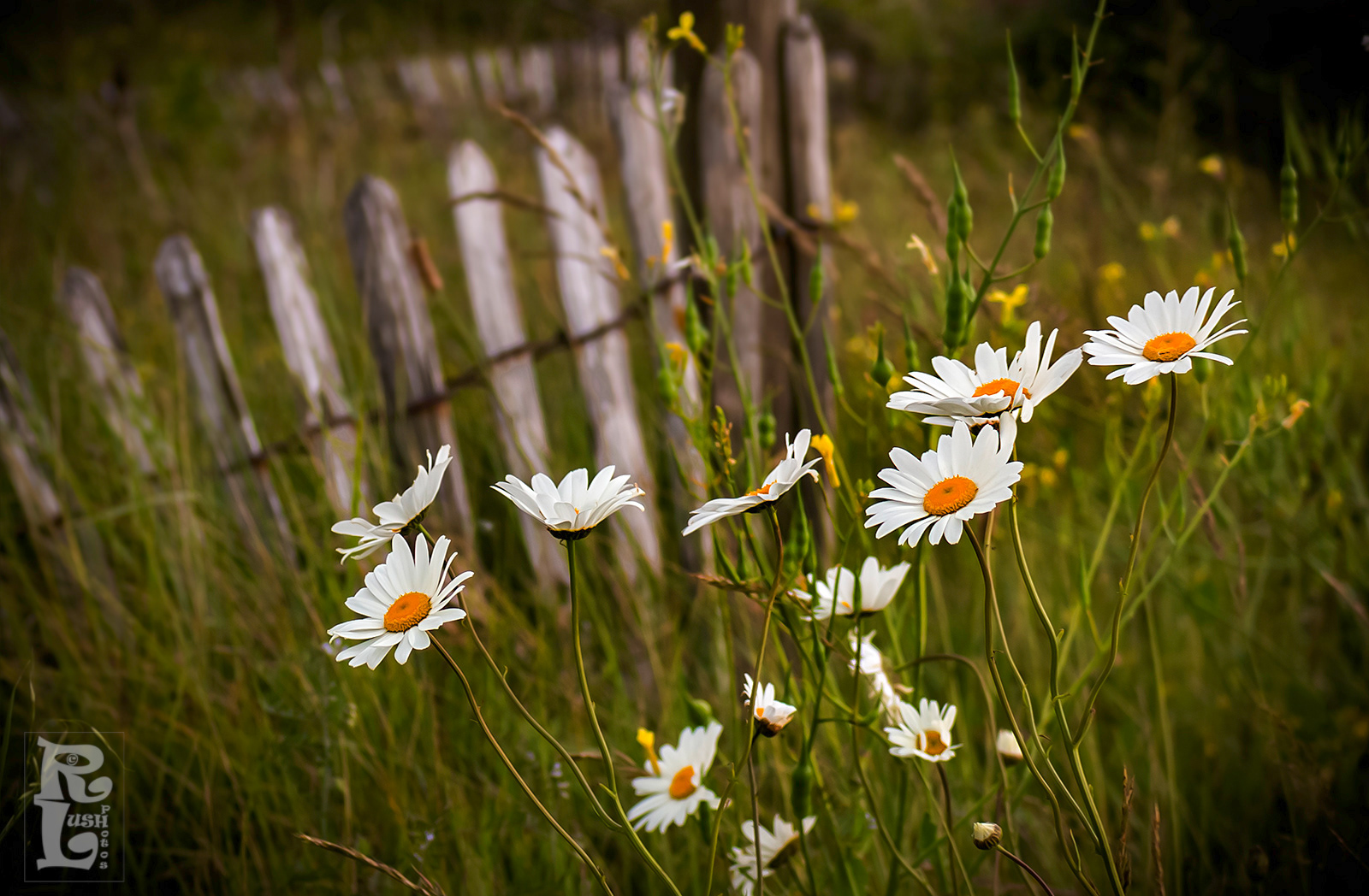 Shasta Daisies, Sand Bay