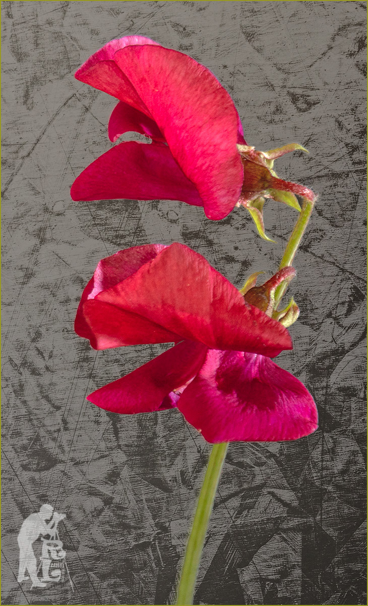 Red Sweet pea