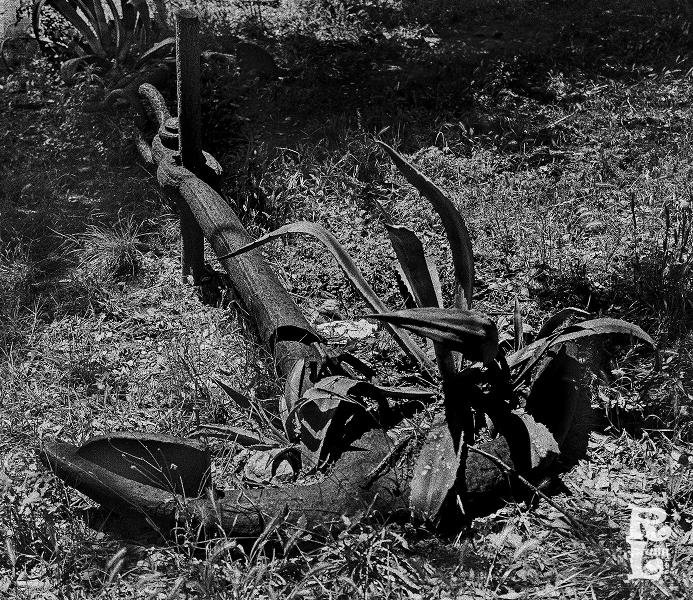 Anchor