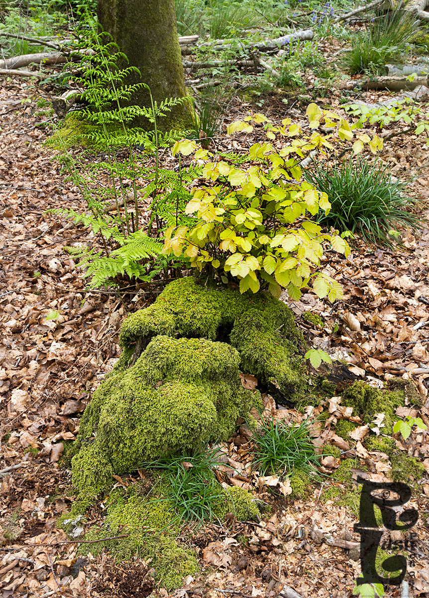 Fresh Woodland Growth