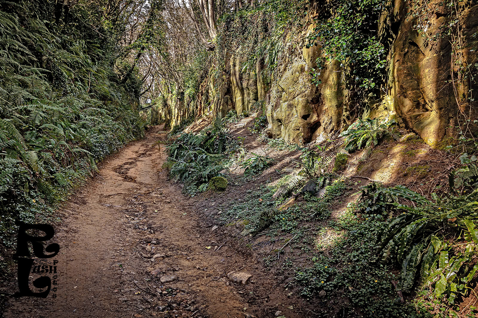 Shute Lane Holloway