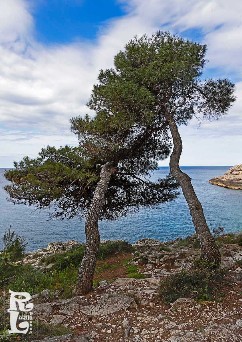 Two Trees